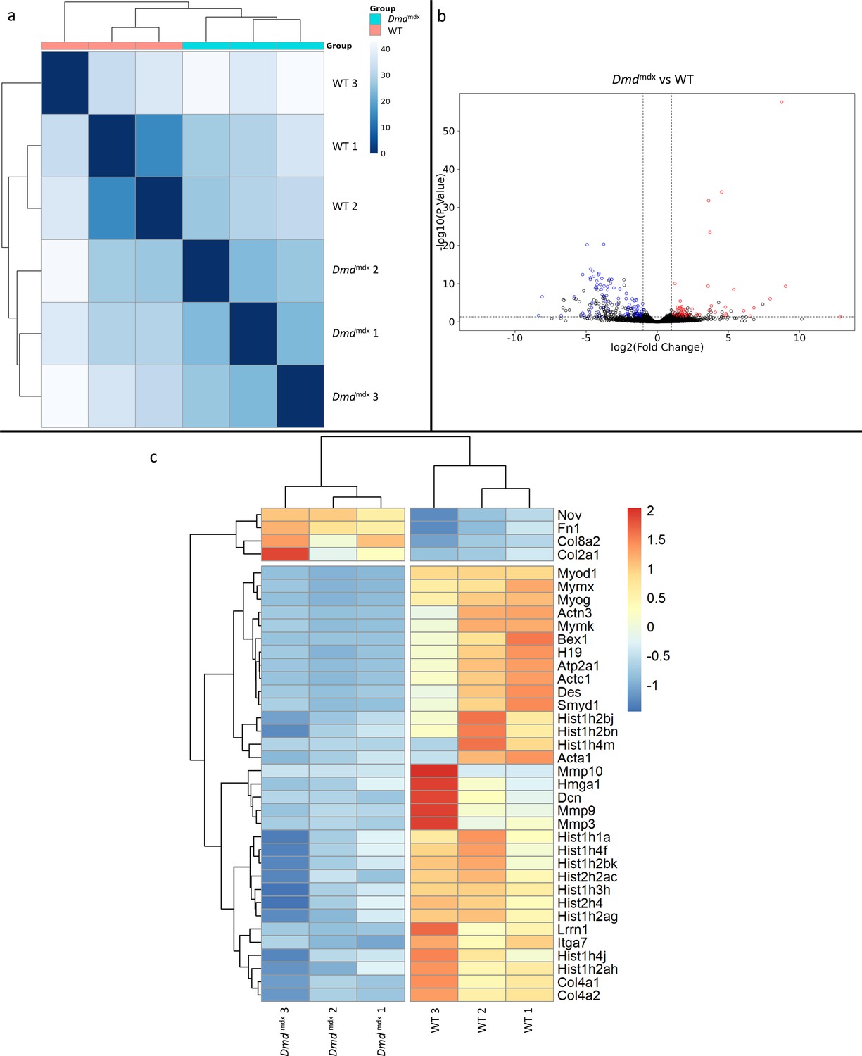 Loss of full-length dystrophin expression results in major cell ...