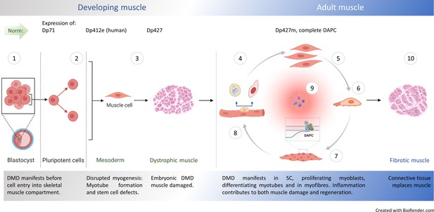 Loss of full-length dystrophin expression results in major cell ...