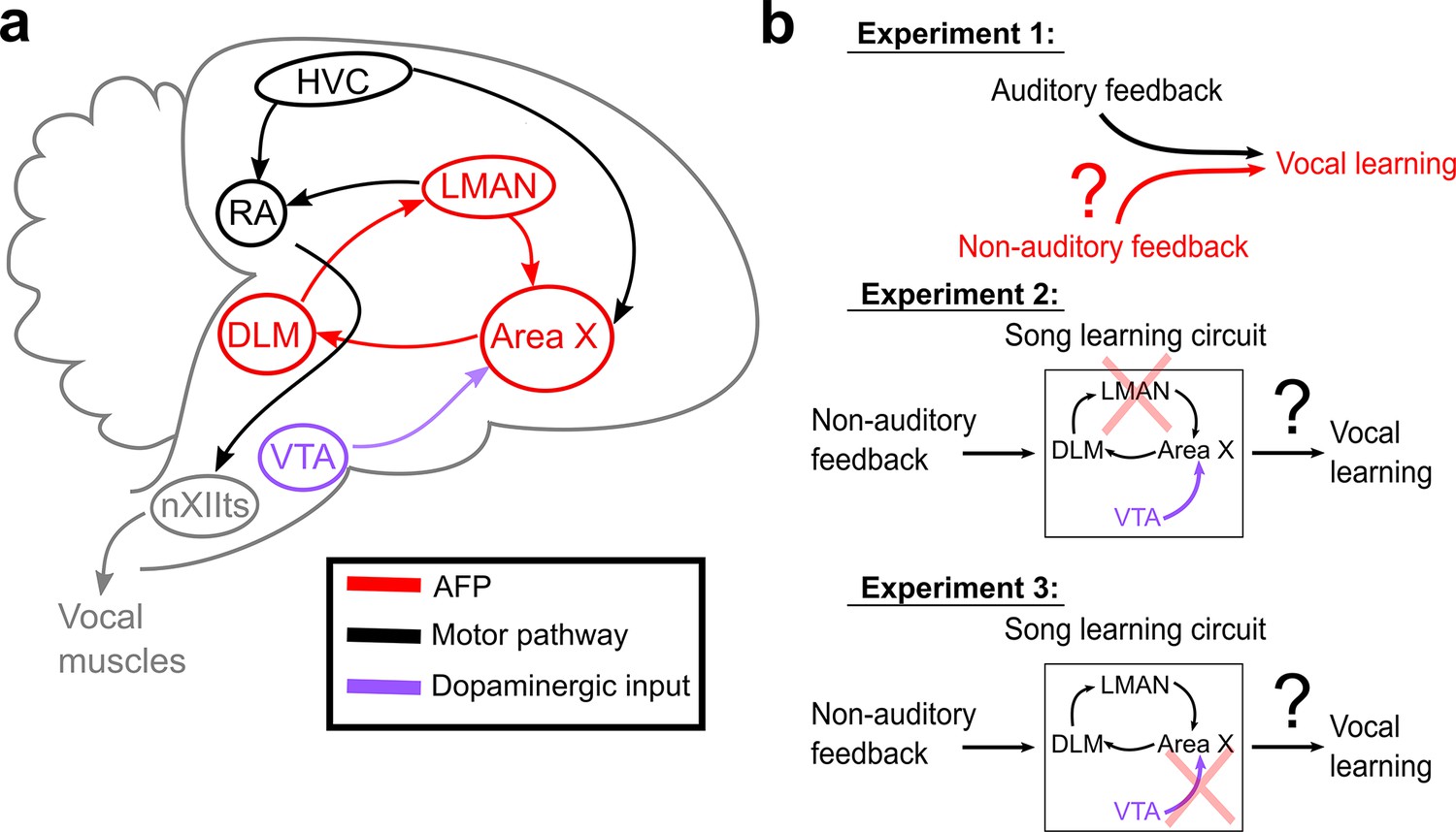 Shared Mechanisms Of Auditory And Non Auditory Vocal Learning In The