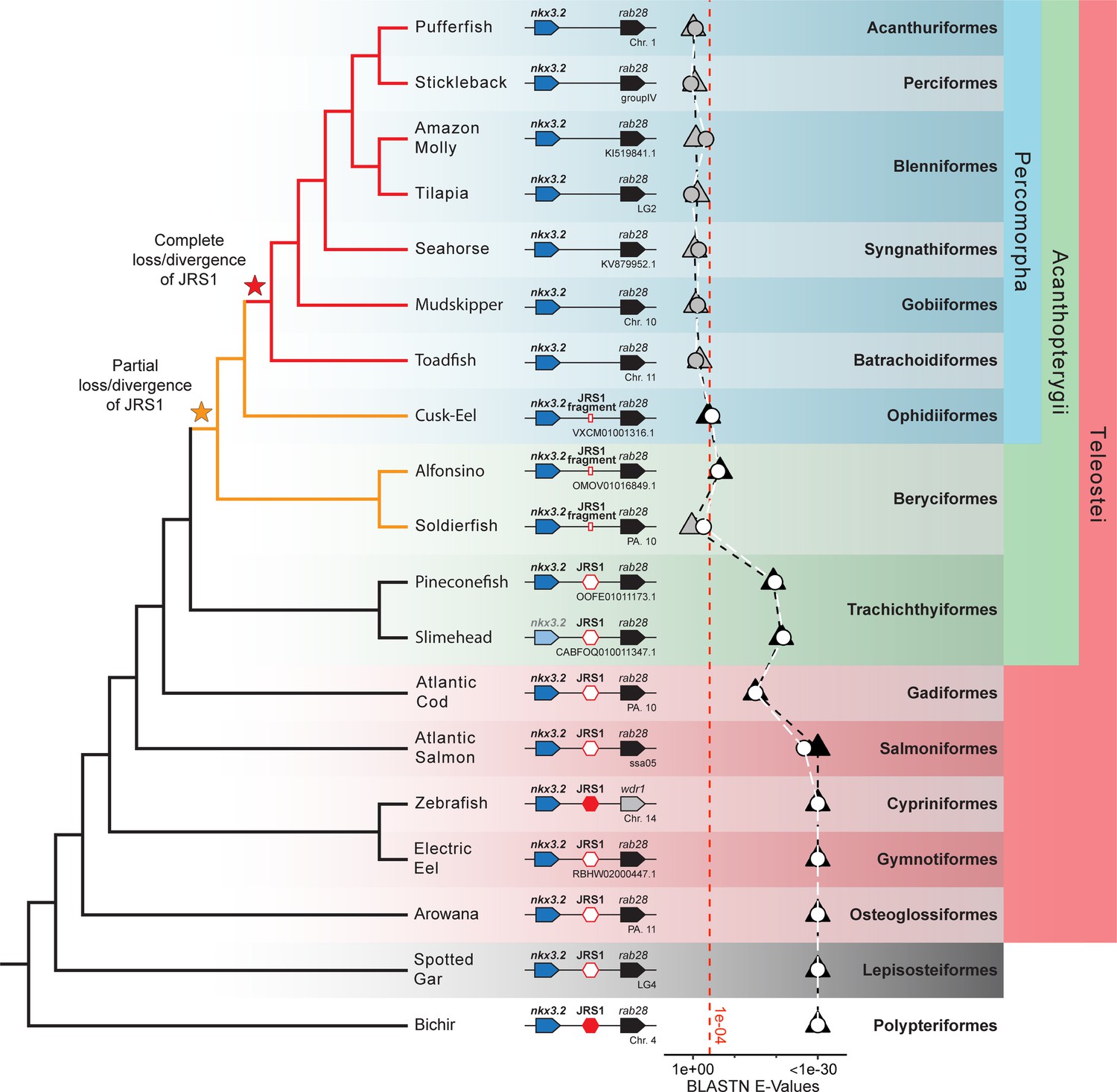 Frontiers  Allometric and Phylogenetic Aspects of Stapes
