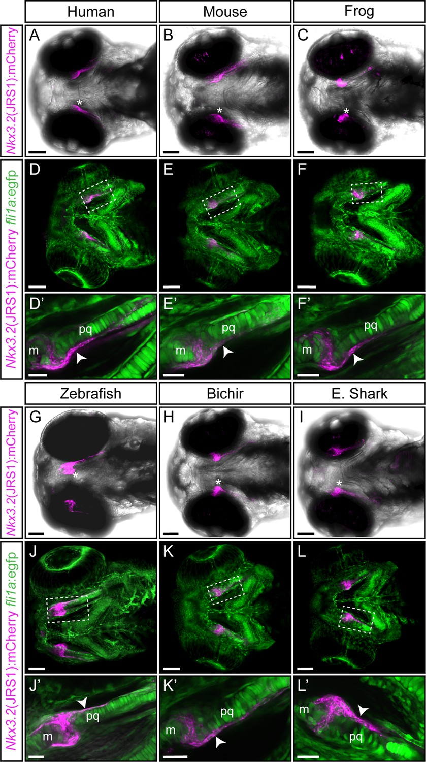 A novel cis-regulatory element drives early expression of Nkx3.2 