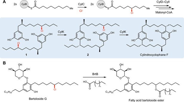 Structural Basis For An Unprecedented Enzymatic Alkylation In ...