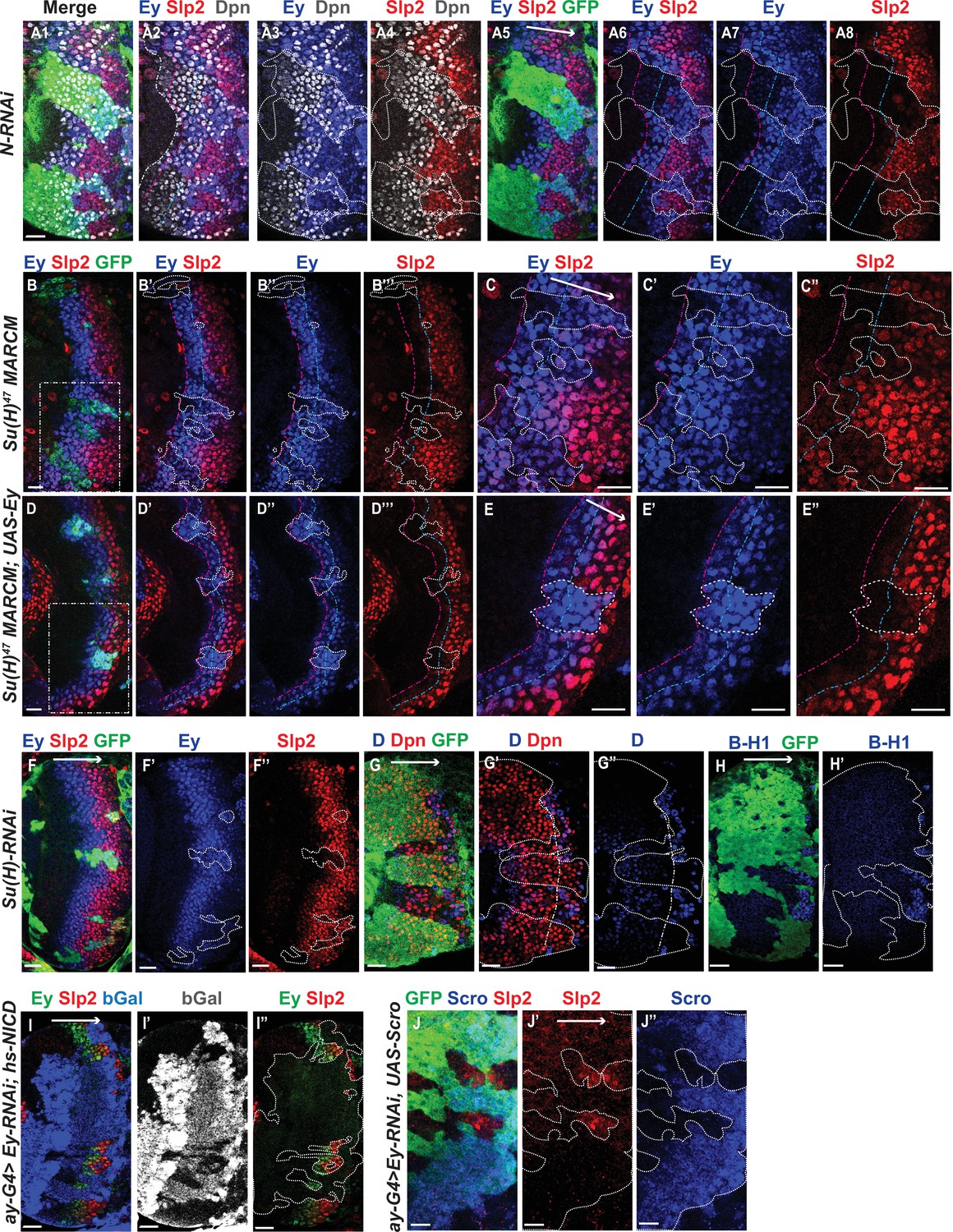 A Notch-dependent transcriptional mechanism controls expression of ...