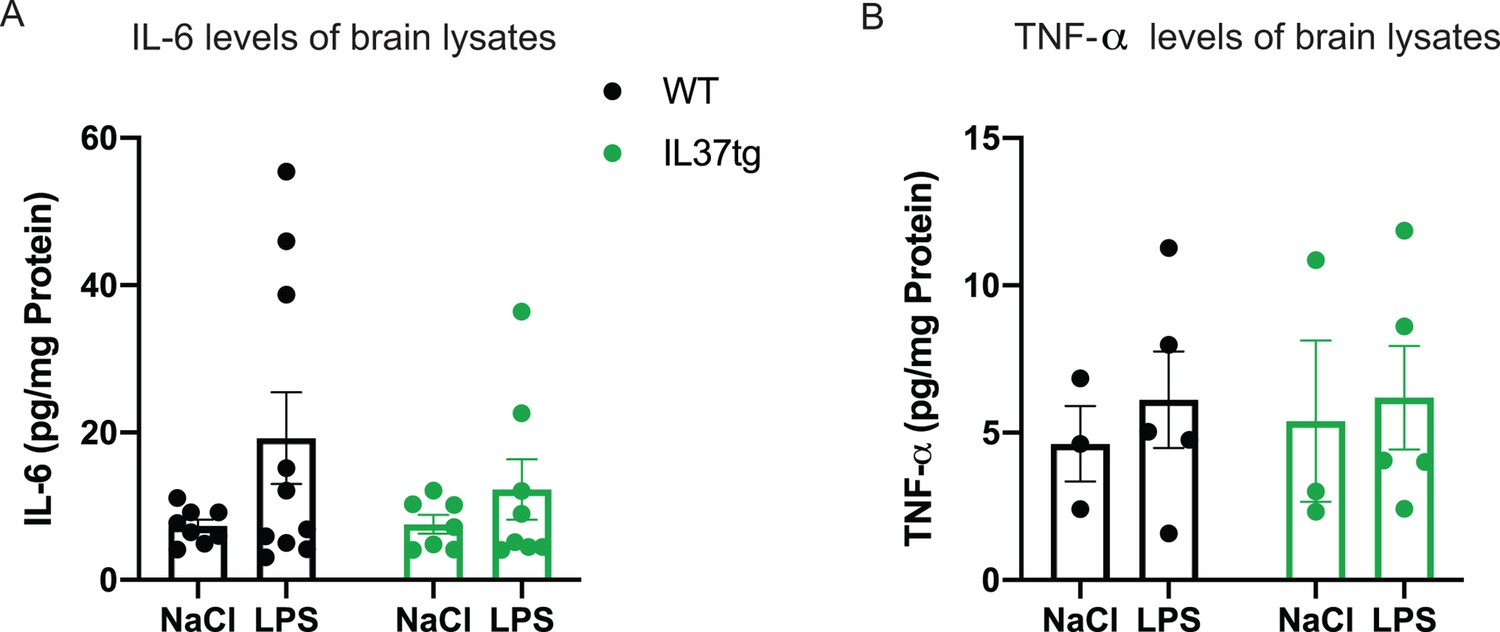 IL-37 expression reduces acute and chronic neuroinflammation and 