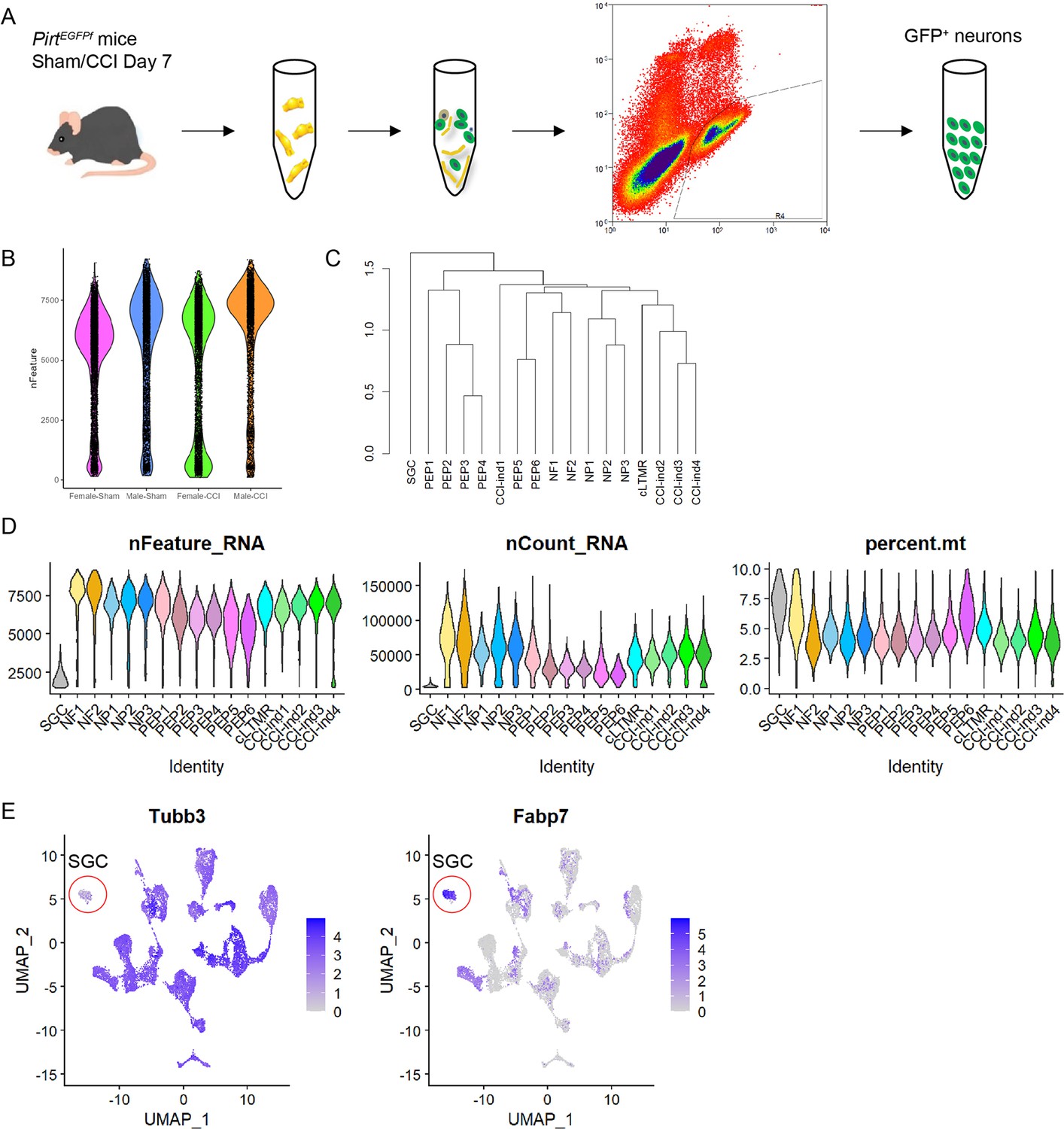 Figures And Data In ScRNA Sequencing Reveals Subtype Specific