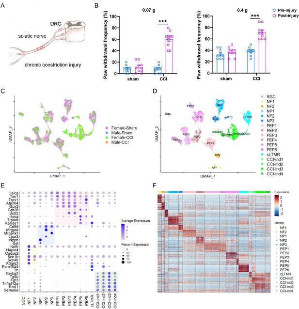 ScRNA Sequencing Reveals Subtype Specific Transcriptomic Perturbations