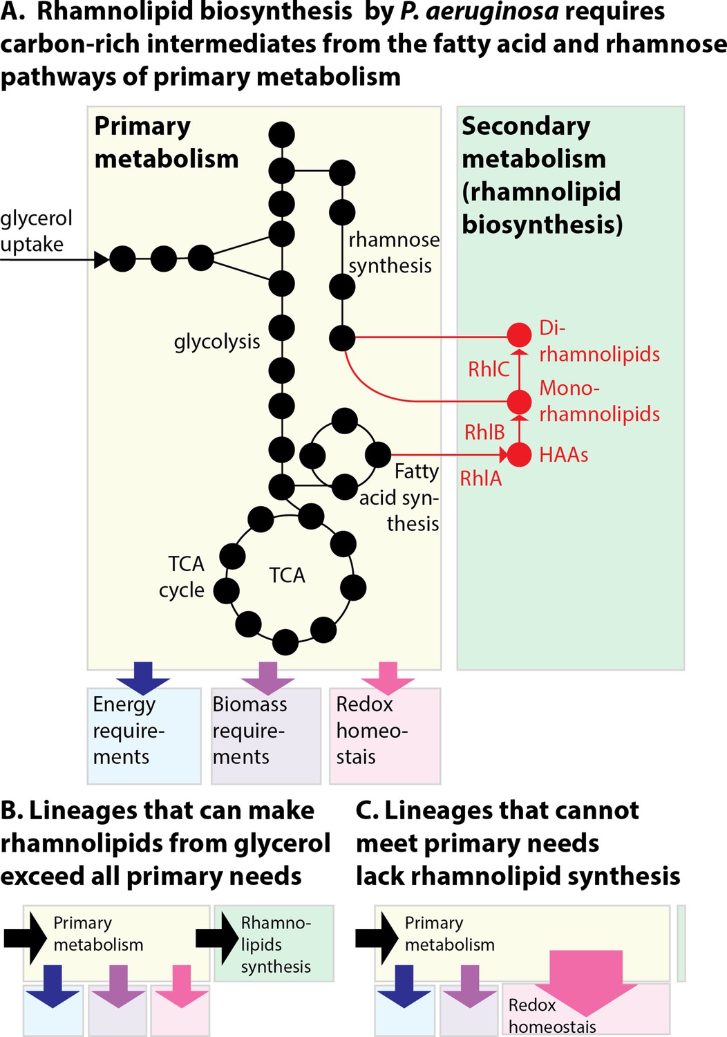 Evolution And Regulation Of Microbial Secondary Metabolism Elife 5205