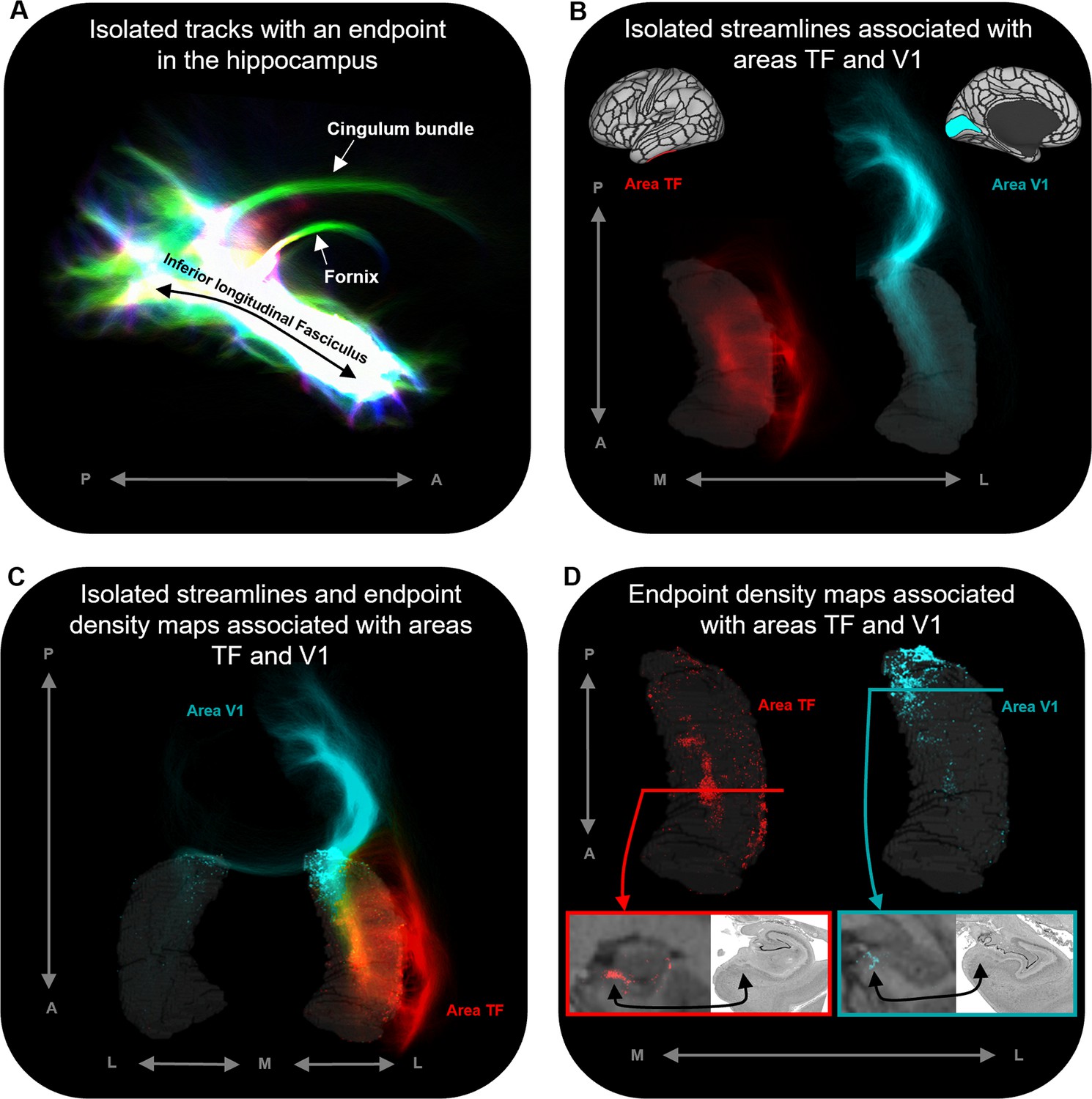 New insights into anatomical connectivity along the anterior