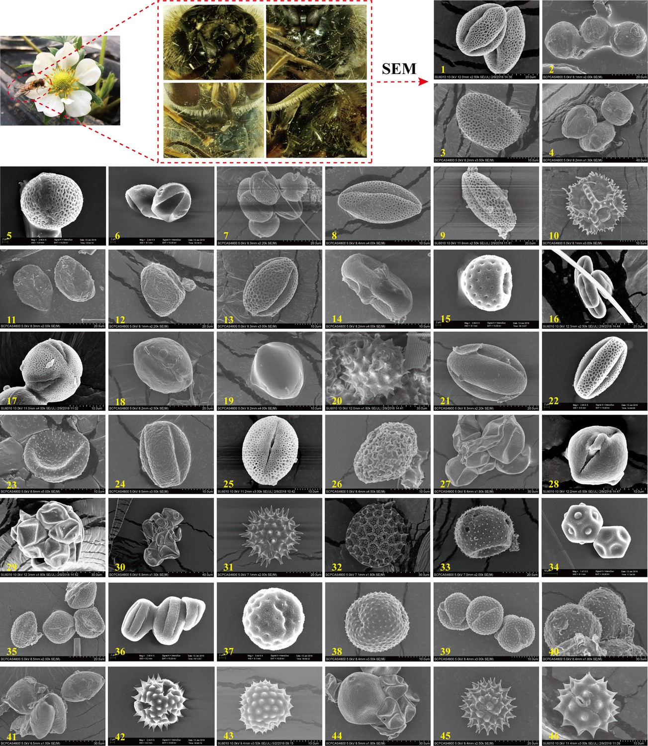 Windborne migration amplifies insect-mediated pollination services