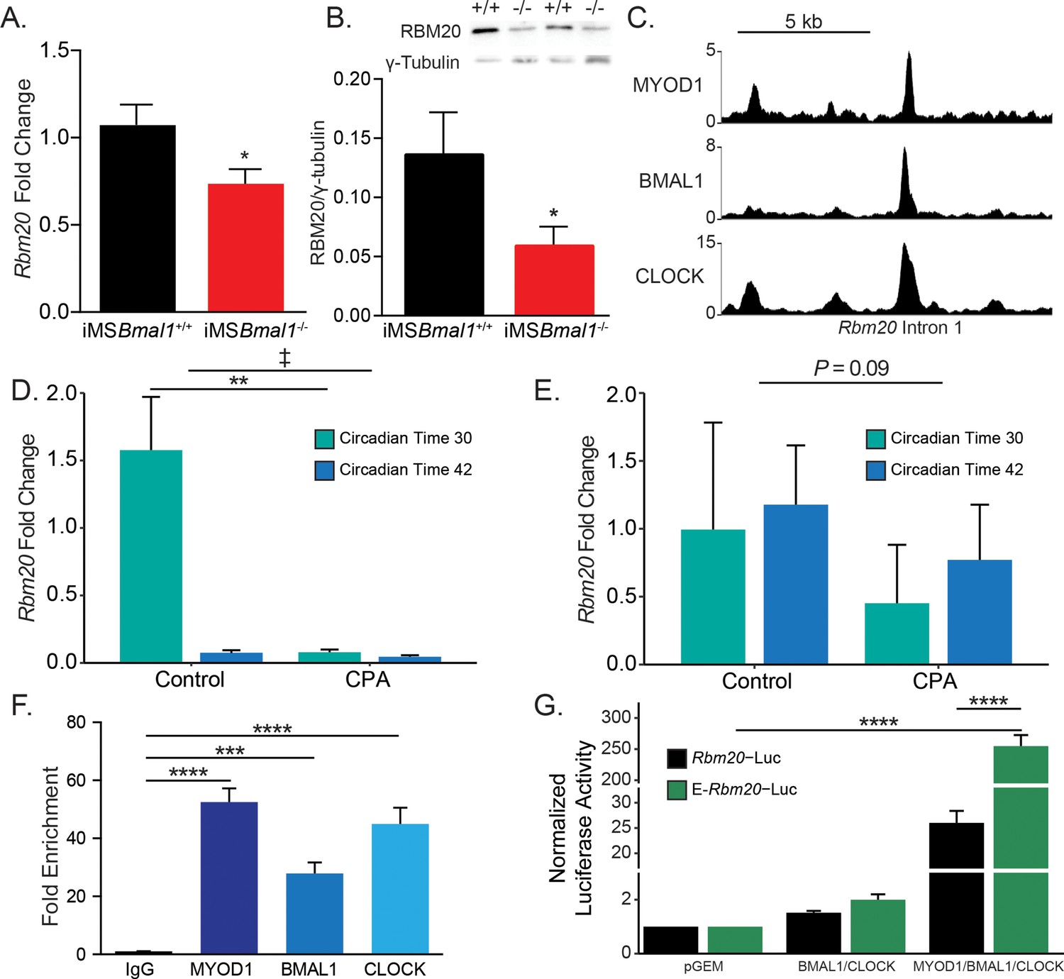 The Skeletal Muscle Circadian Clock Regulates Titin Splicing Through