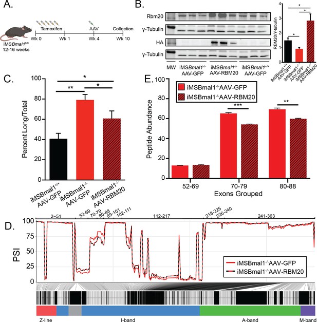 The Skeletal Muscle Circadian Clock Regulates Titin Splicing Through