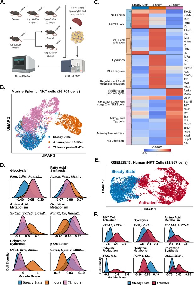 Longitudinal Analysis Of Invariant Natural Killer T Cell Activation ...