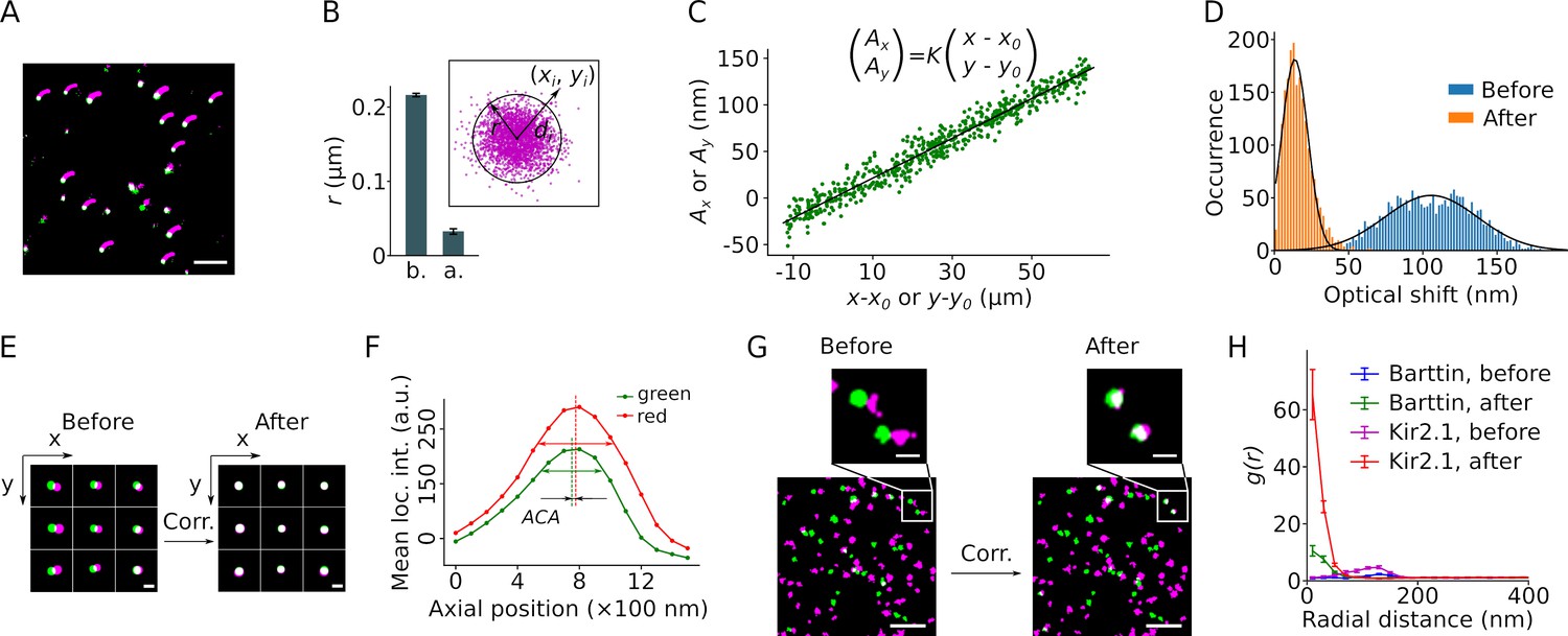 Determination of oligomeric states of proteins via dual-color ...