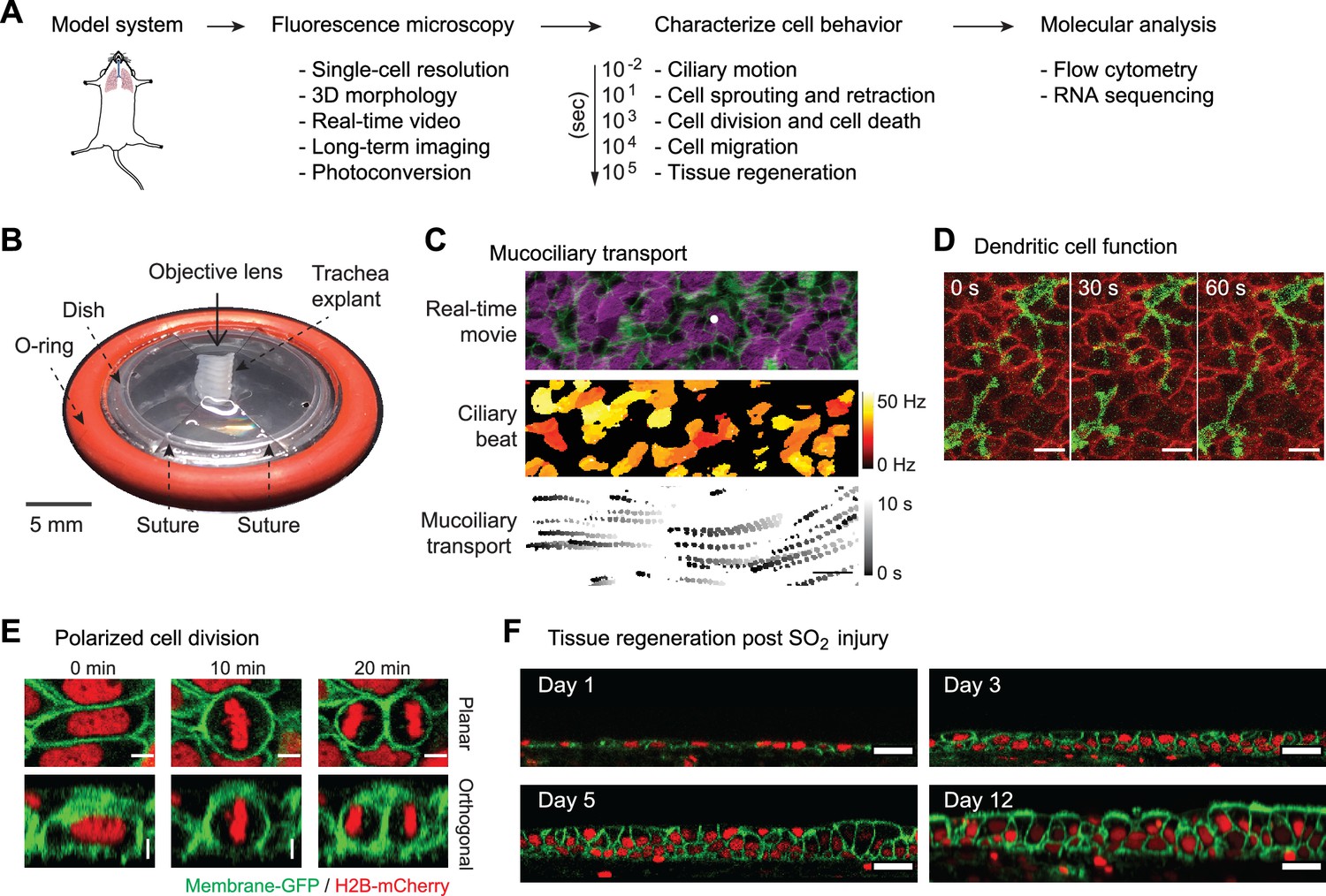 Figures And Data In Single Cell Transcriptomics Of A Dynamic Cell