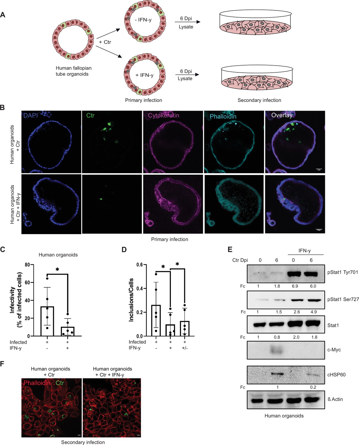 C Myc Plays A Key Role In Ifn Induced Persistence Of Chlamydia