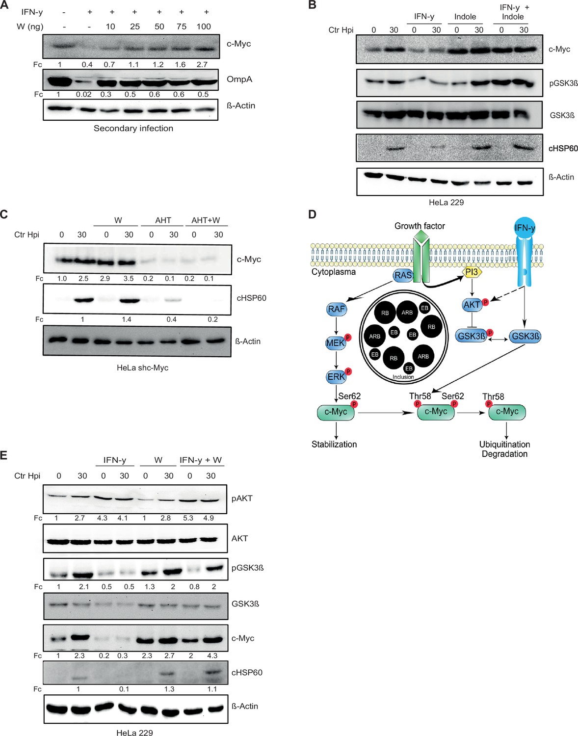 Figures And Data In C Myc Plays A Key Role In Ifn Induced Persistence