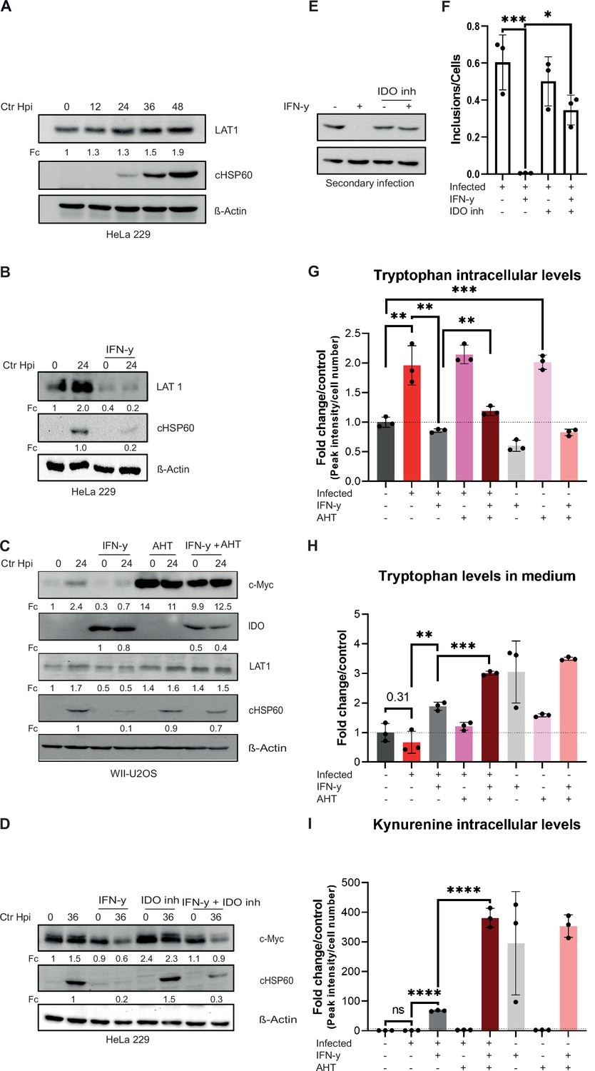 C Myc Plays A Key Role In Ifn Induced Persistence Of Chlamydia