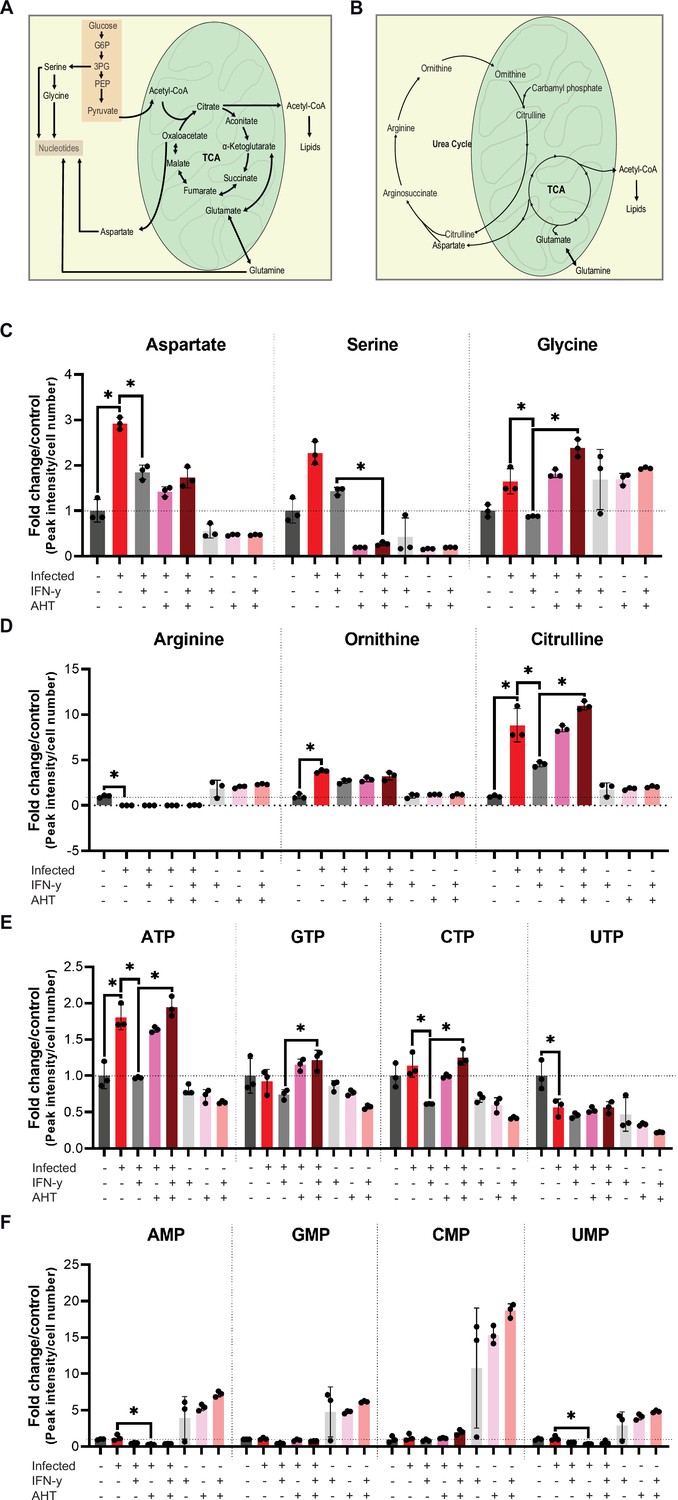 Figures And Data In C Myc Plays A Key Role In Ifn Induced Persistence