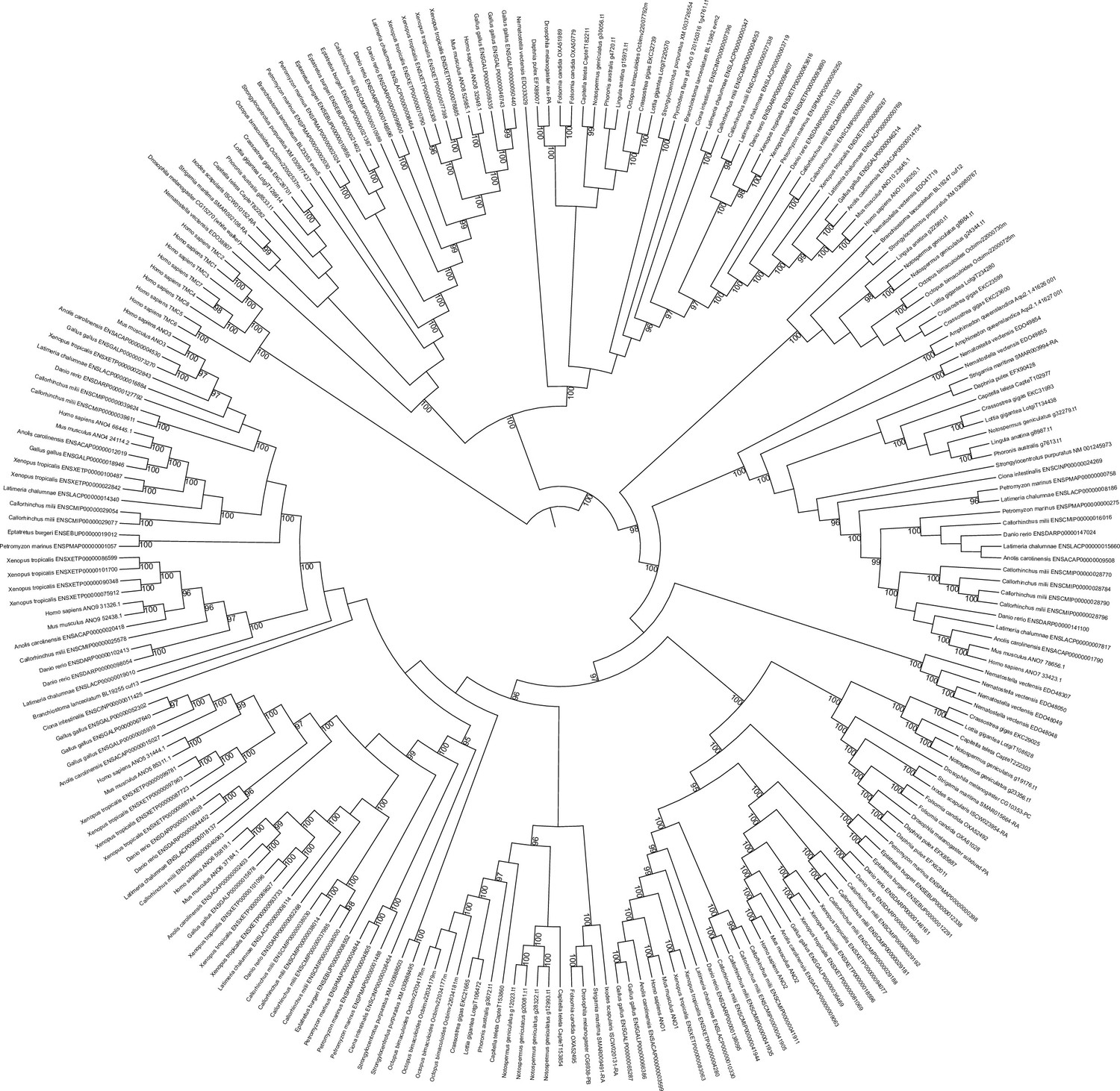 Figures and data in Chloride-dependent mechanisms of multimodal sensory ...