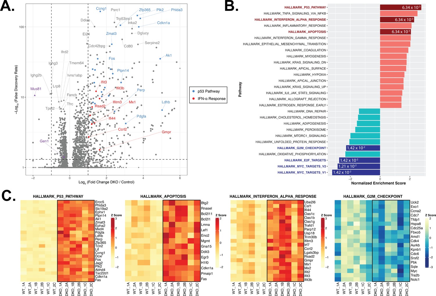 The structure-selective endonucleases GEN1 and MUS81 mediate ...