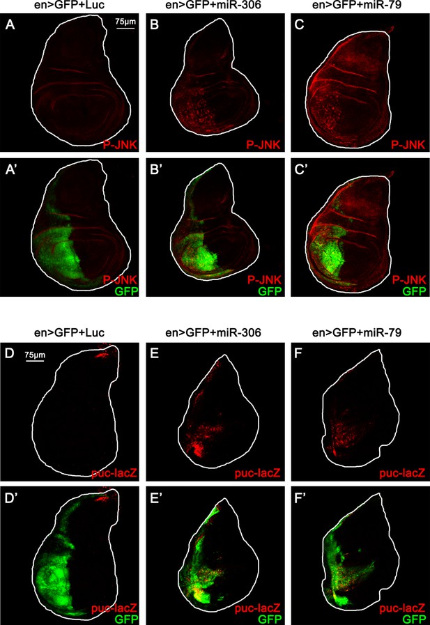 Figures And Data In Tumor Elimination By Clustered MicroRNAs MiR 306