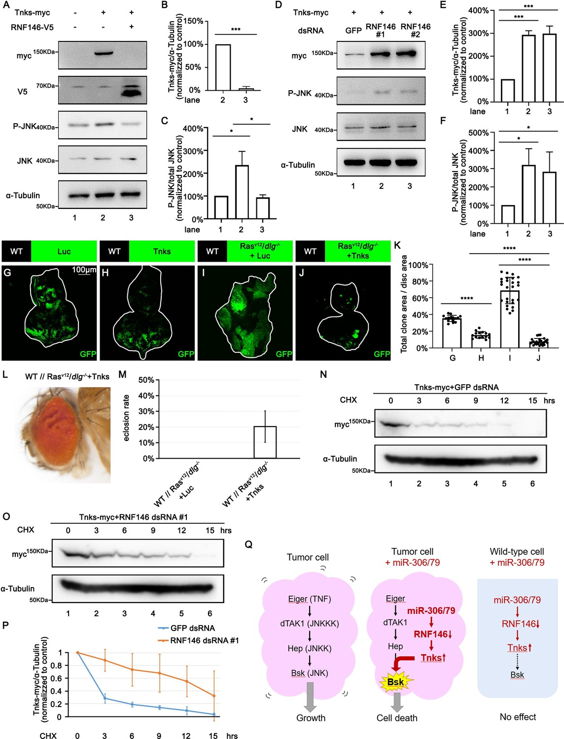 Tumor Elimination By Clustered MicroRNAs MiR 306 And MiR 79 Via