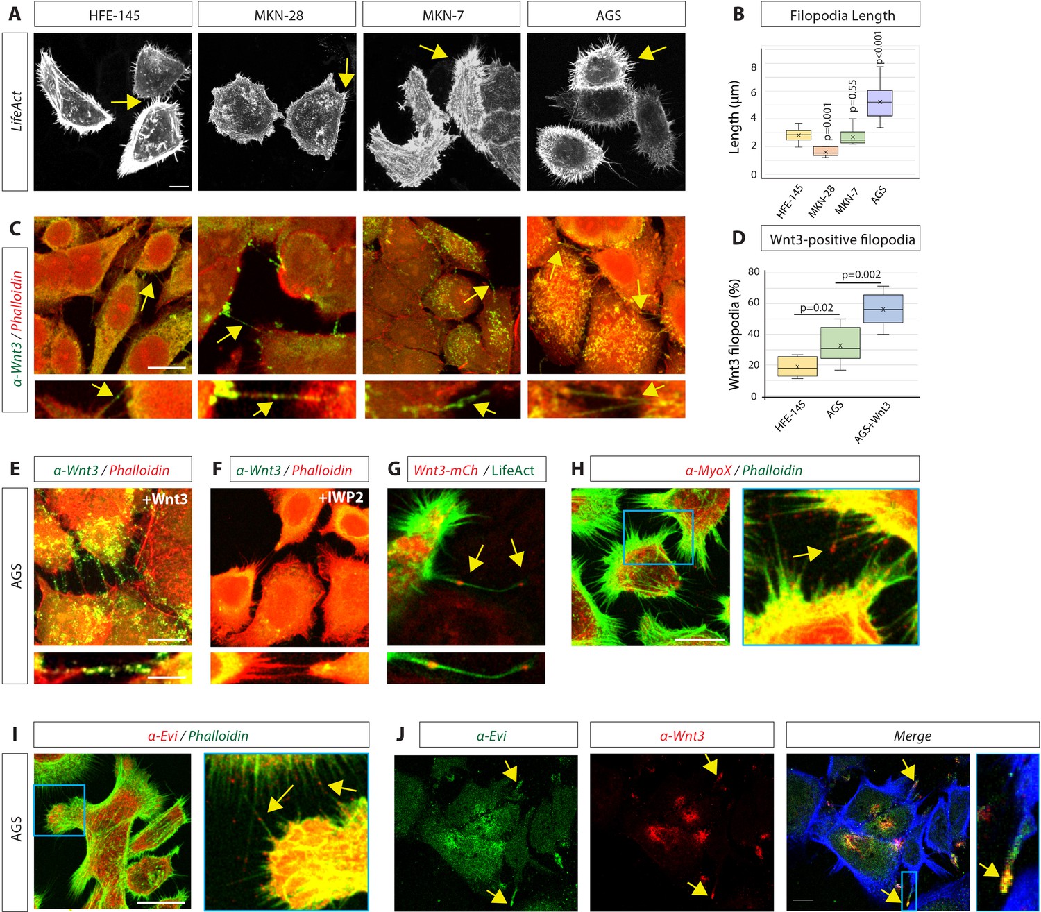 The scaffolding protein flot2 promotes cytoneme-based transport of 