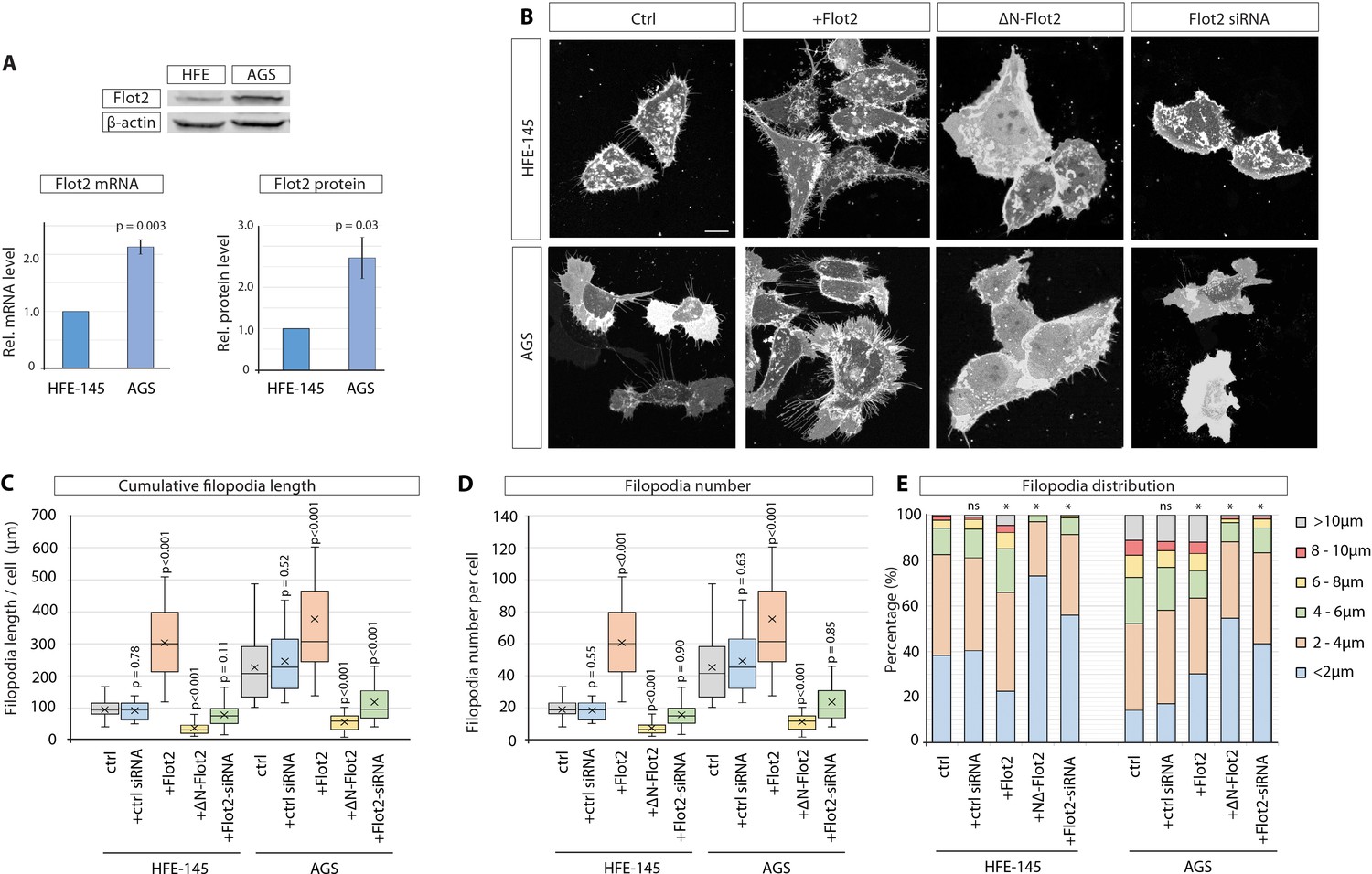 The scaffolding protein flot2 promotes cytoneme-based The scaffolding protein flot2 promotes cytoneme-based