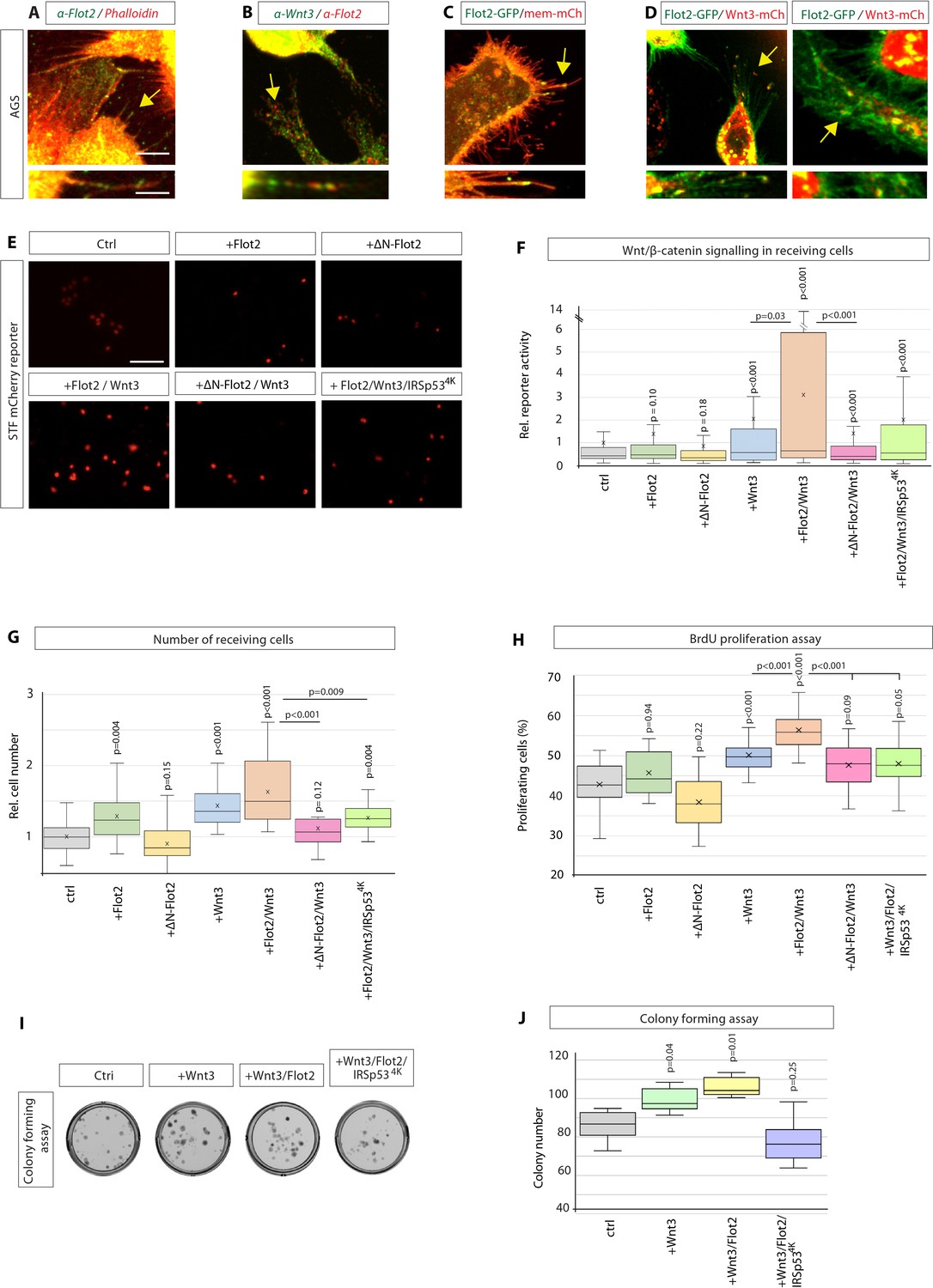 The scaffolding protein flot2 promotes cytoneme-based transport of 