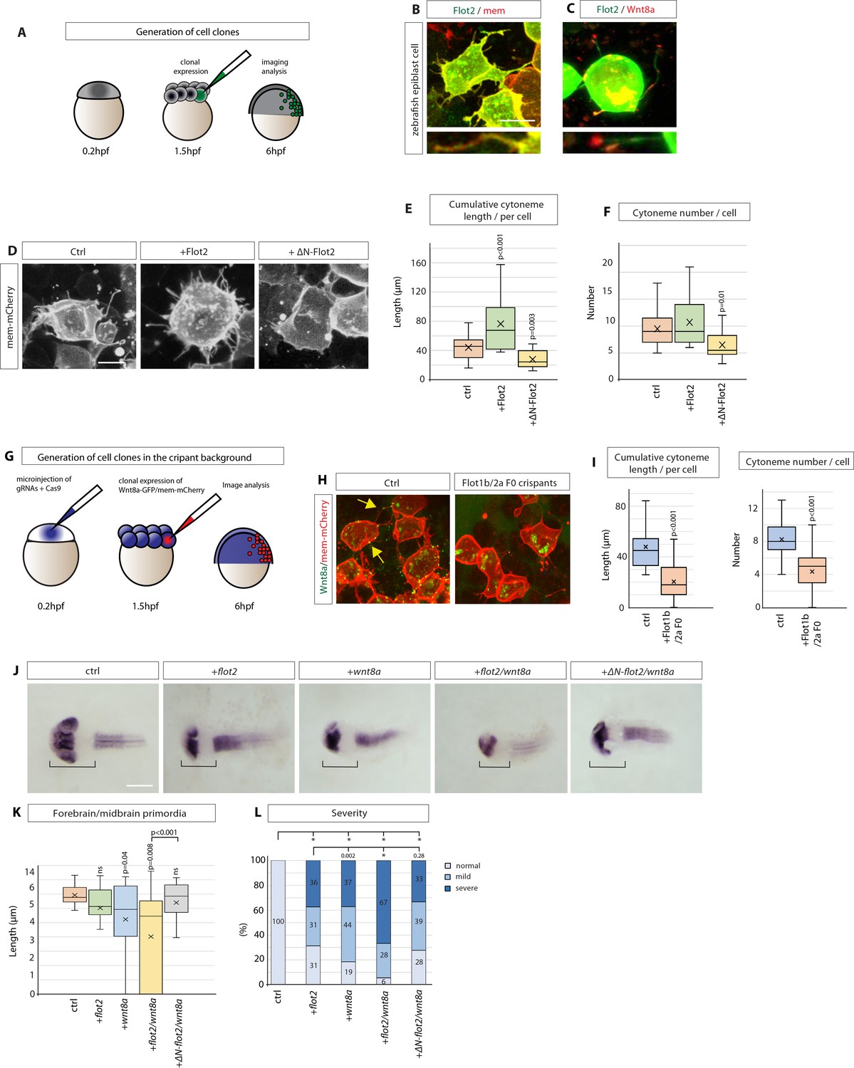 The scaffolding protein flot2 promotes cytoneme-based The scaffolding protein flot2 promotes cytoneme-based