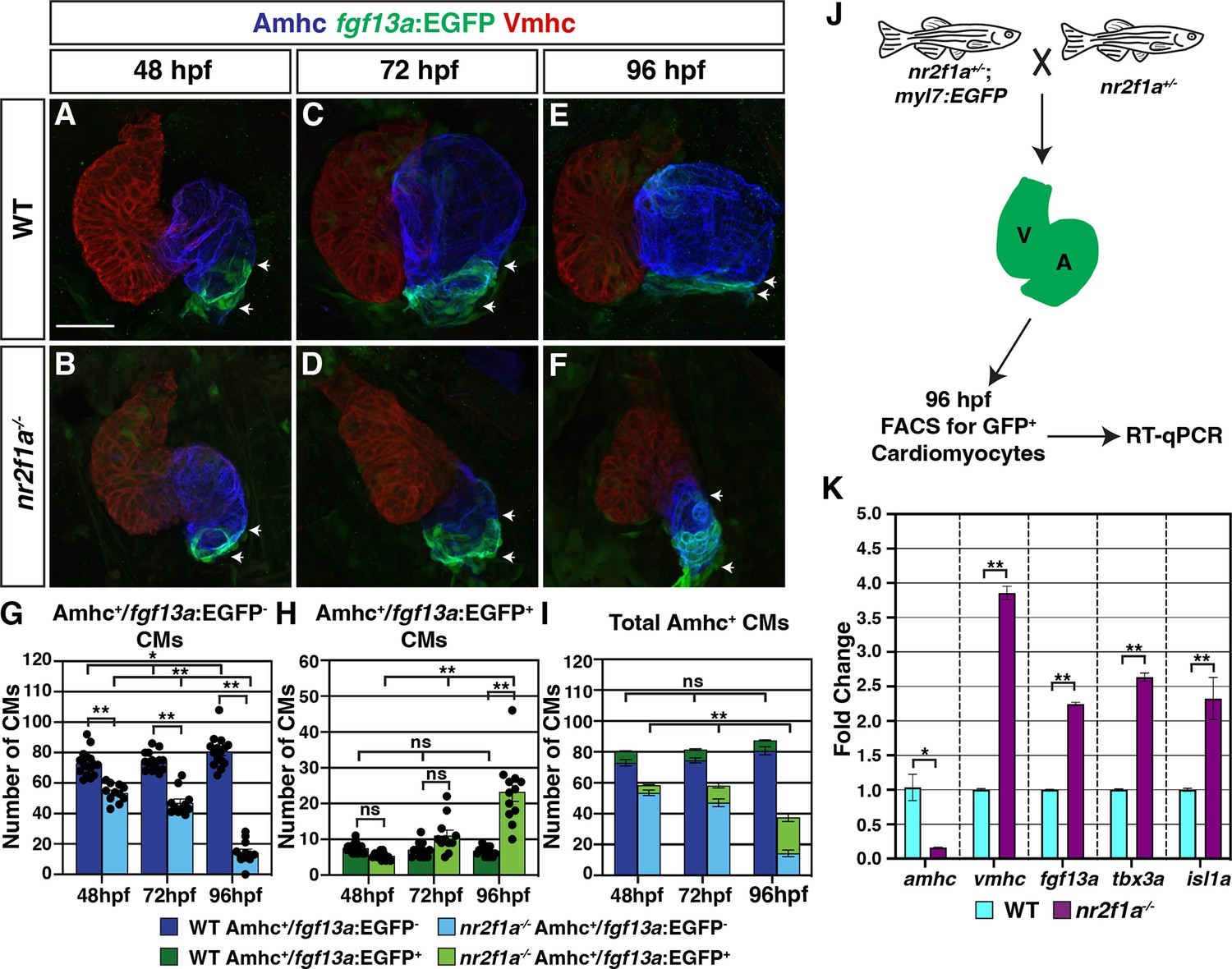 Nr2f1a maintains atrial nkx2.5 expression to repress