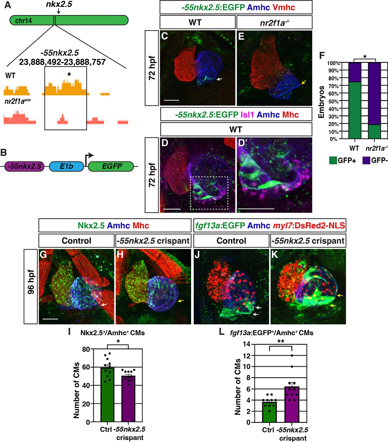 Nr2f1a maintains atrial nkx2.5 expression to repress