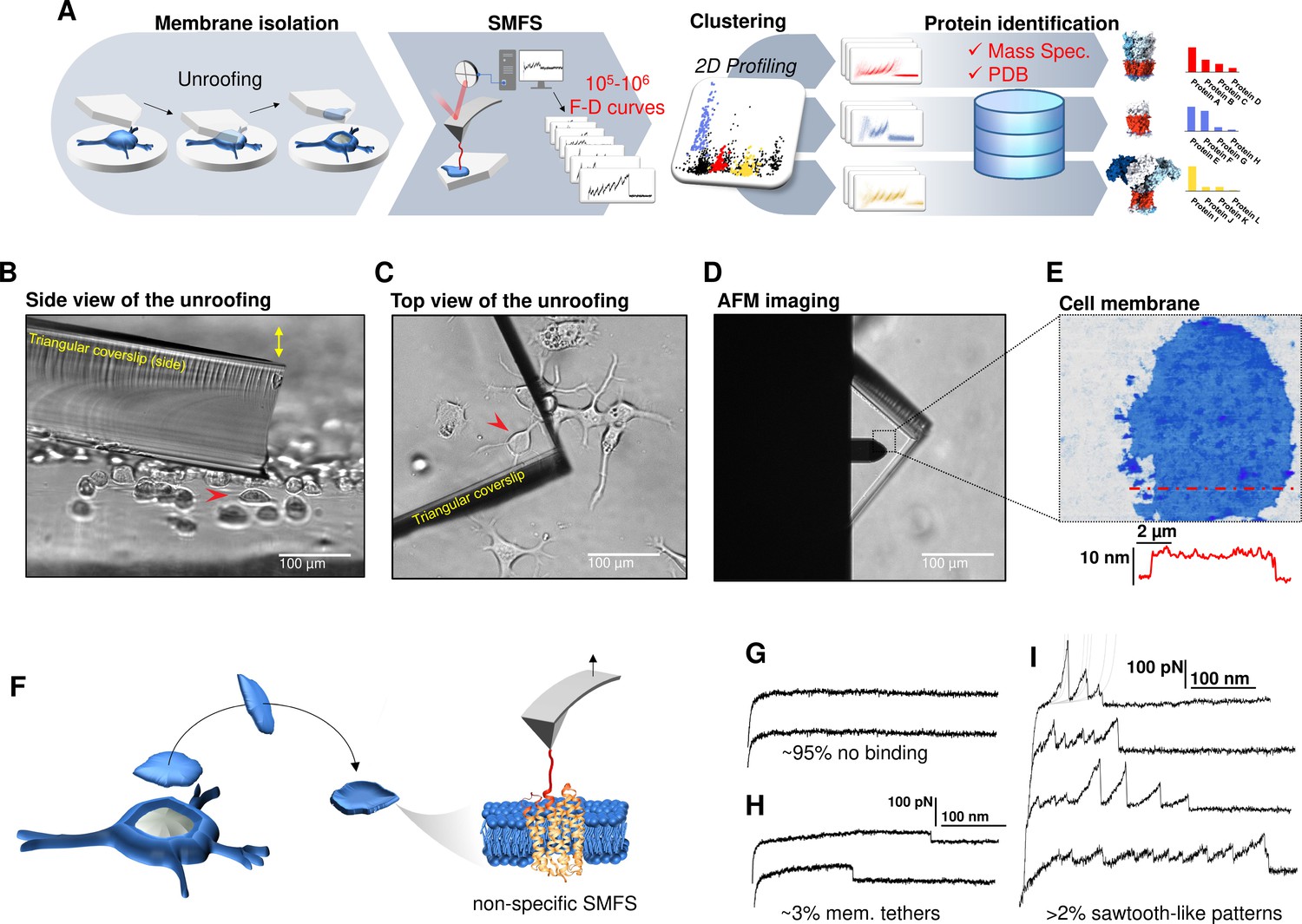 Unfolding And Identification Of Membrane Proteins In Situ ELife