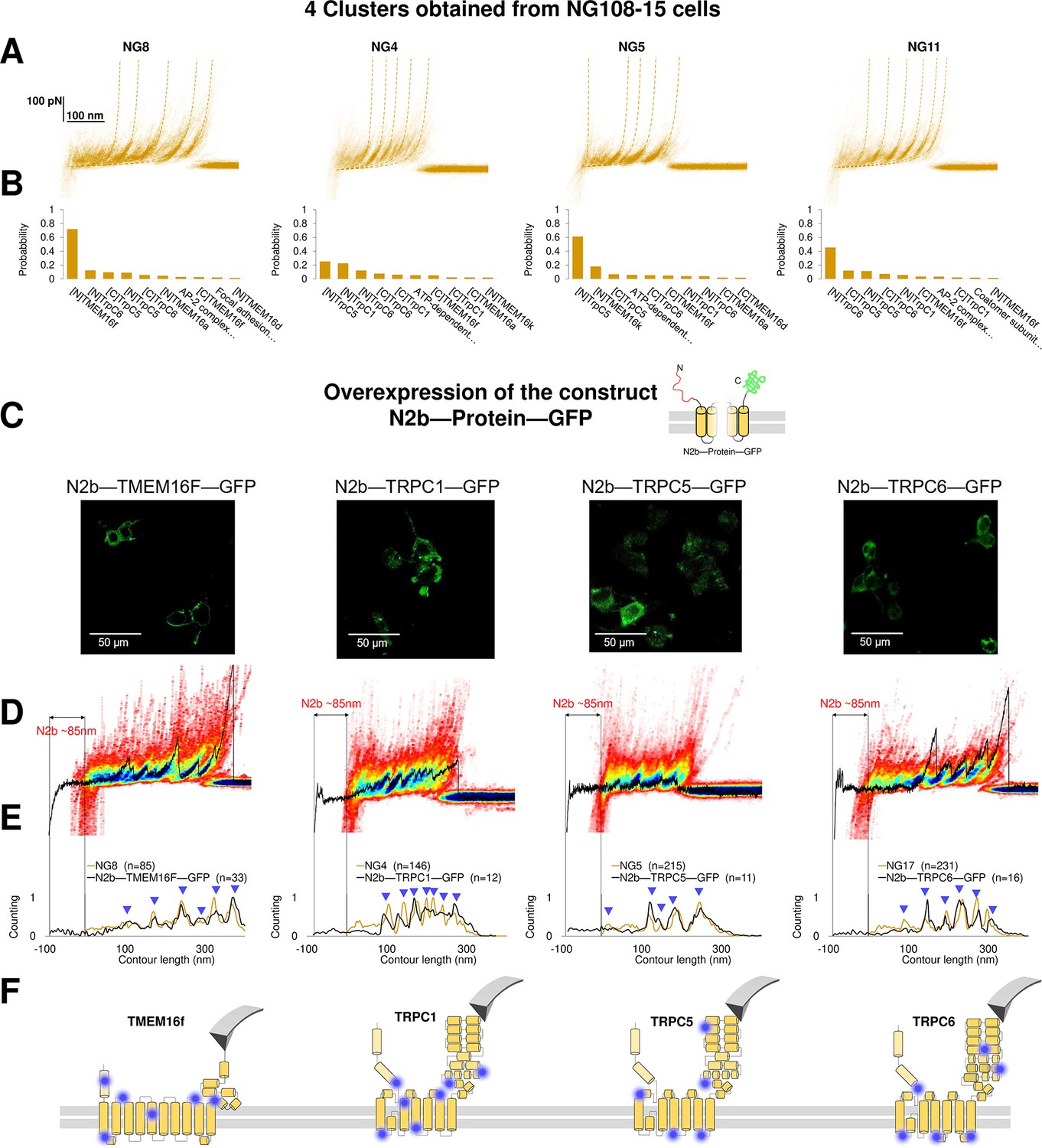 Unfolding And Identification Of Membrane Proteins In Situ Elife