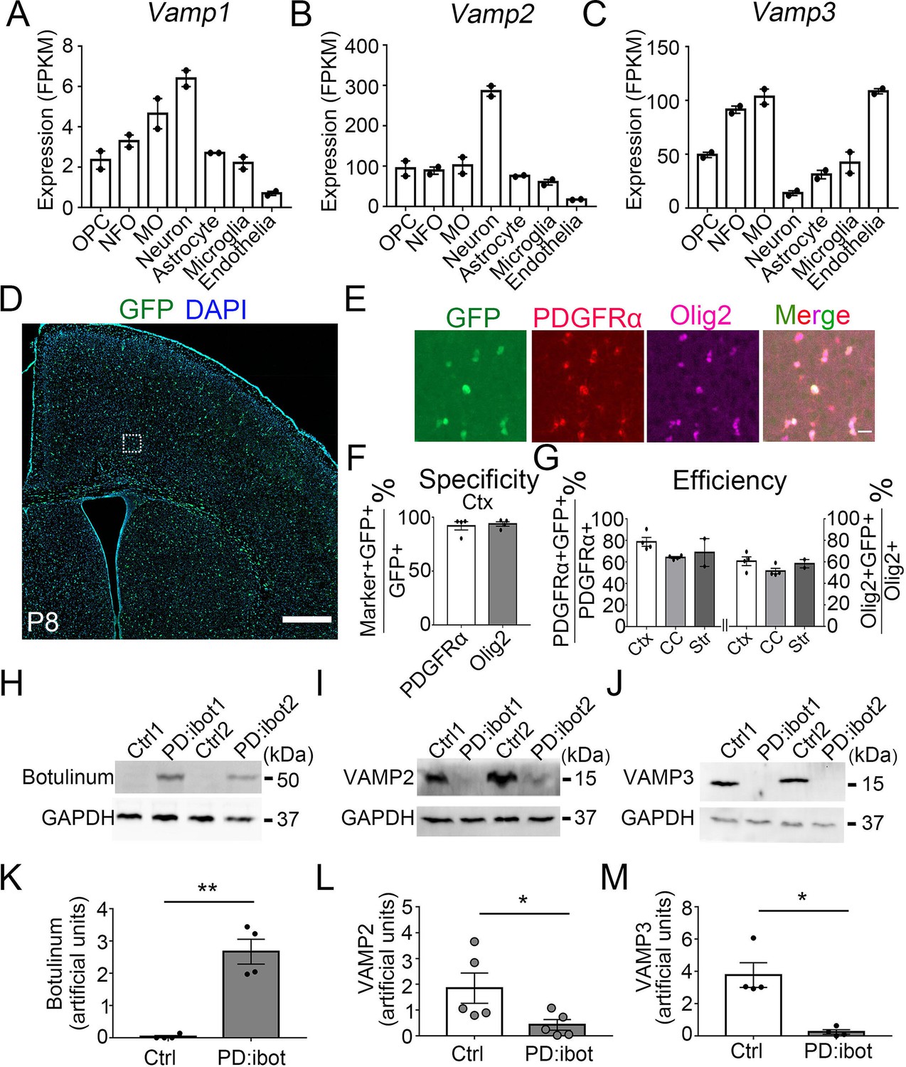 Oligodendrocyte-lineage Cell Exocytosis And L-type Prostaglandin D ...