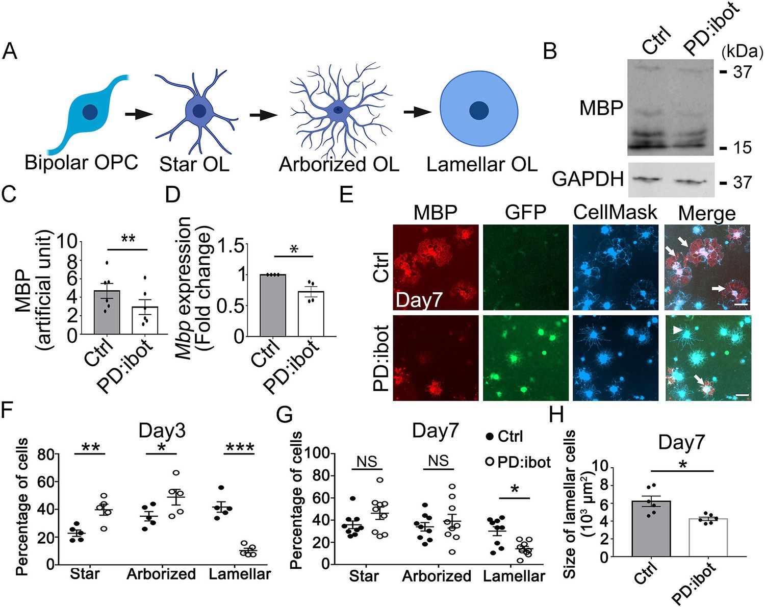 Oligodendrocyte-lineage Cell Exocytosis And L-type Prostaglandin D ...