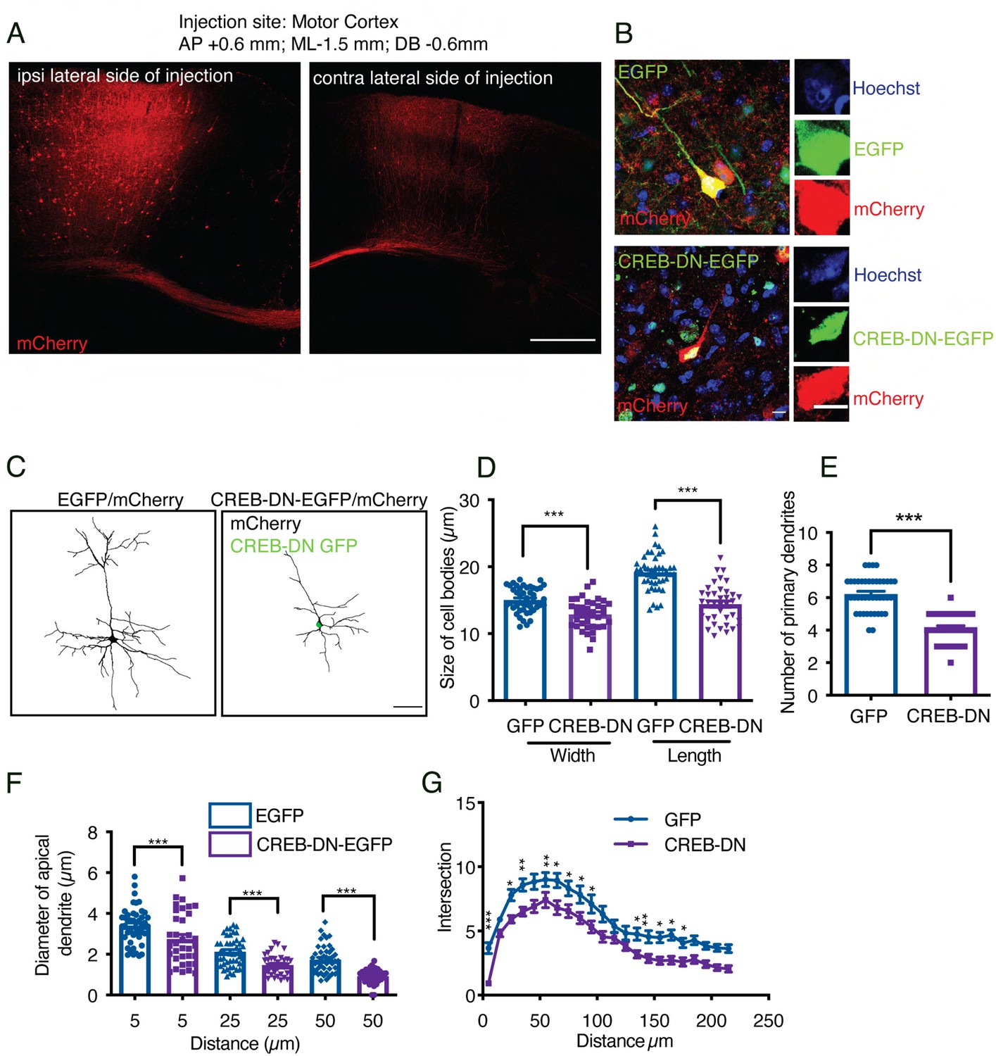 Figures And Data In Bdnf Trkb Signaling Endosomes In Axons Coordinate