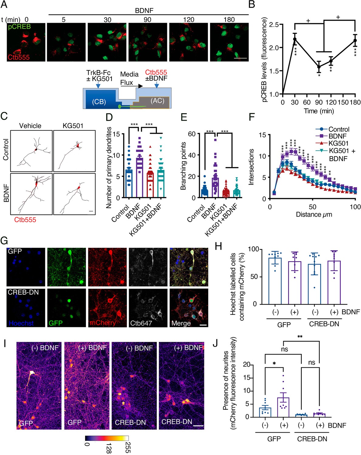 BDNF TrkB Signaling Endosomes In Axons Coordinate CREB MTOR Activation