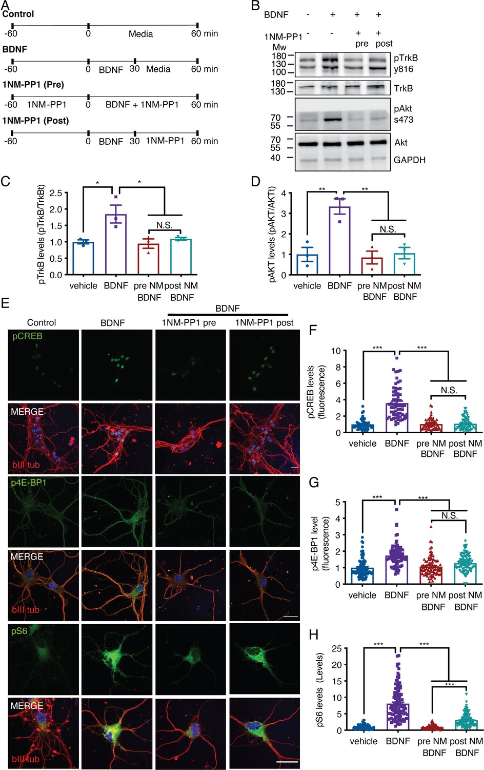 Figures And Data In BDNF TrkB Signaling Endosomes In Axons Coordinate