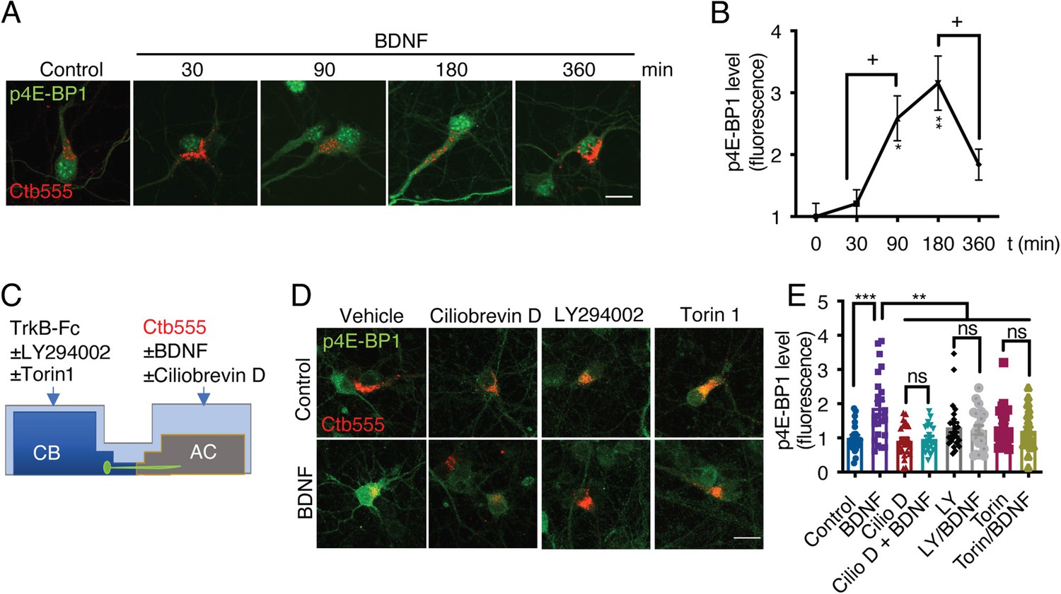 BDNF TrkB Signaling Endosomes In Axons Coordinate CREB MTOR Activation