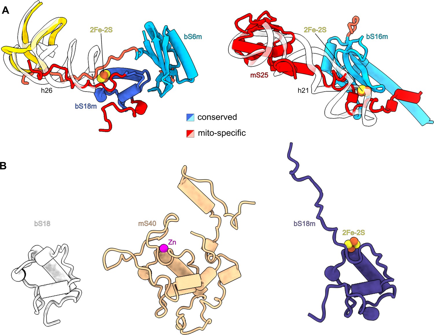 Structure Of The Mitoribosomal Small Subunit With Streptomycin Reveals ...