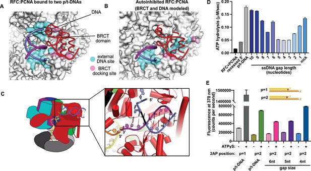 Figures And Data In A Second DNA Binding Site On RFC Facilitates Clamp ...