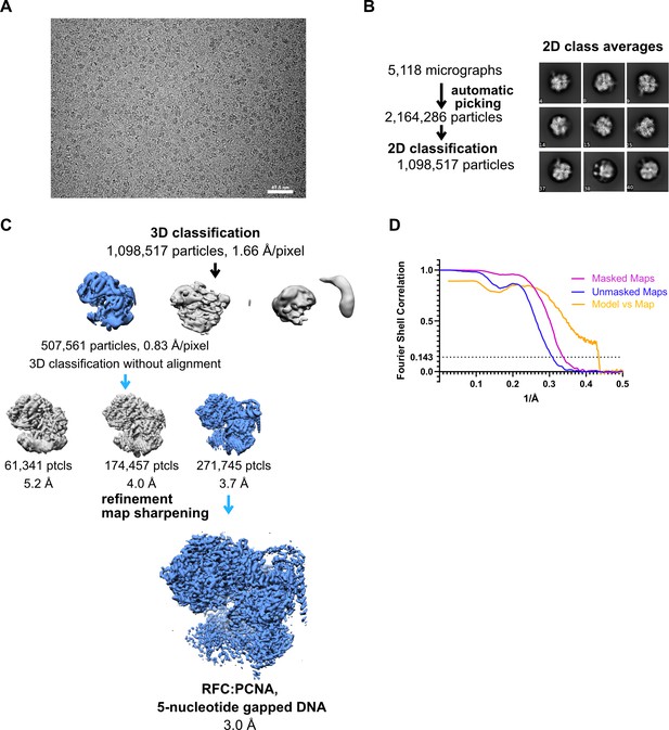 Figures And Data In A Second DNA Binding Site On RFC Facilitates Clamp ...