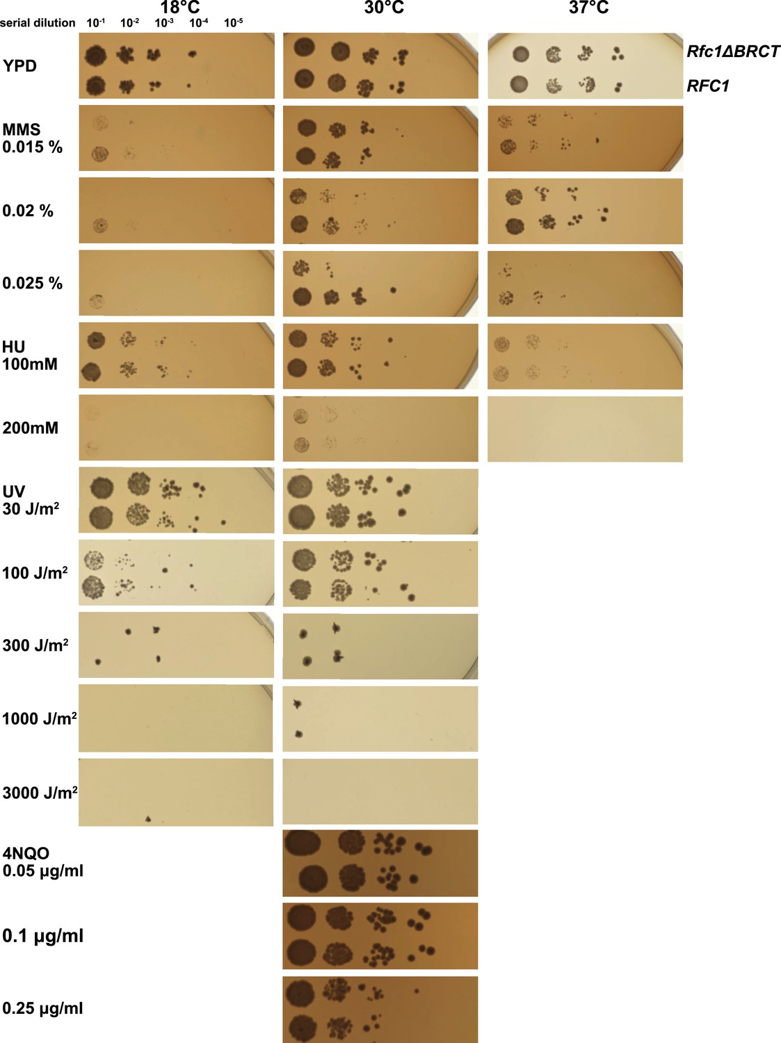 Figures And Data In A Second DNA Binding Site On RFC Facilitates Clamp ...