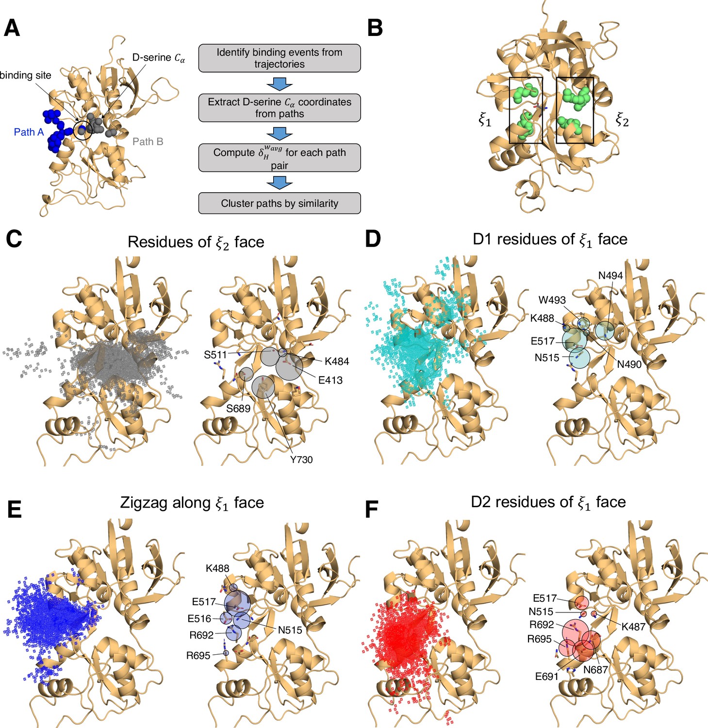 Excitatory And Inhibitory D-serine Binding To The Nmda Receptor 