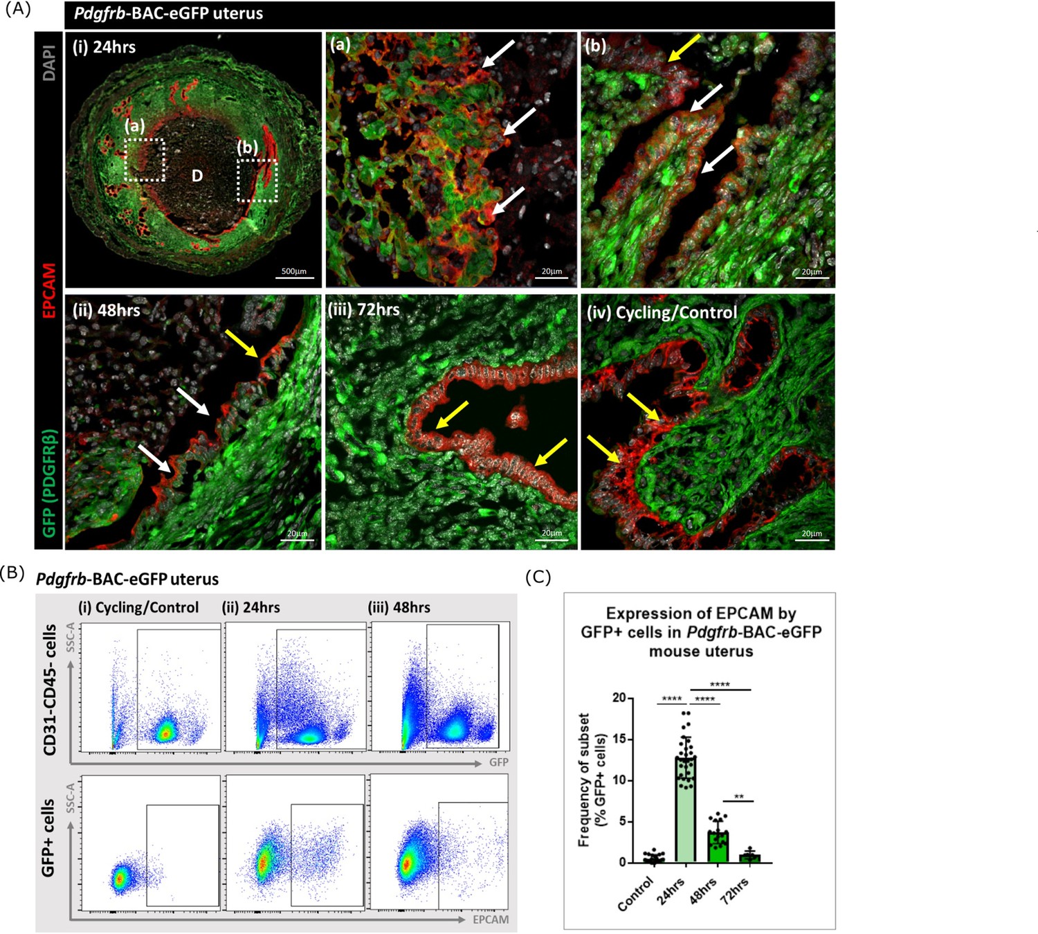 Single-cell RNA Sequencing And Lineage Tracing Confirm Mesenchyme To ...