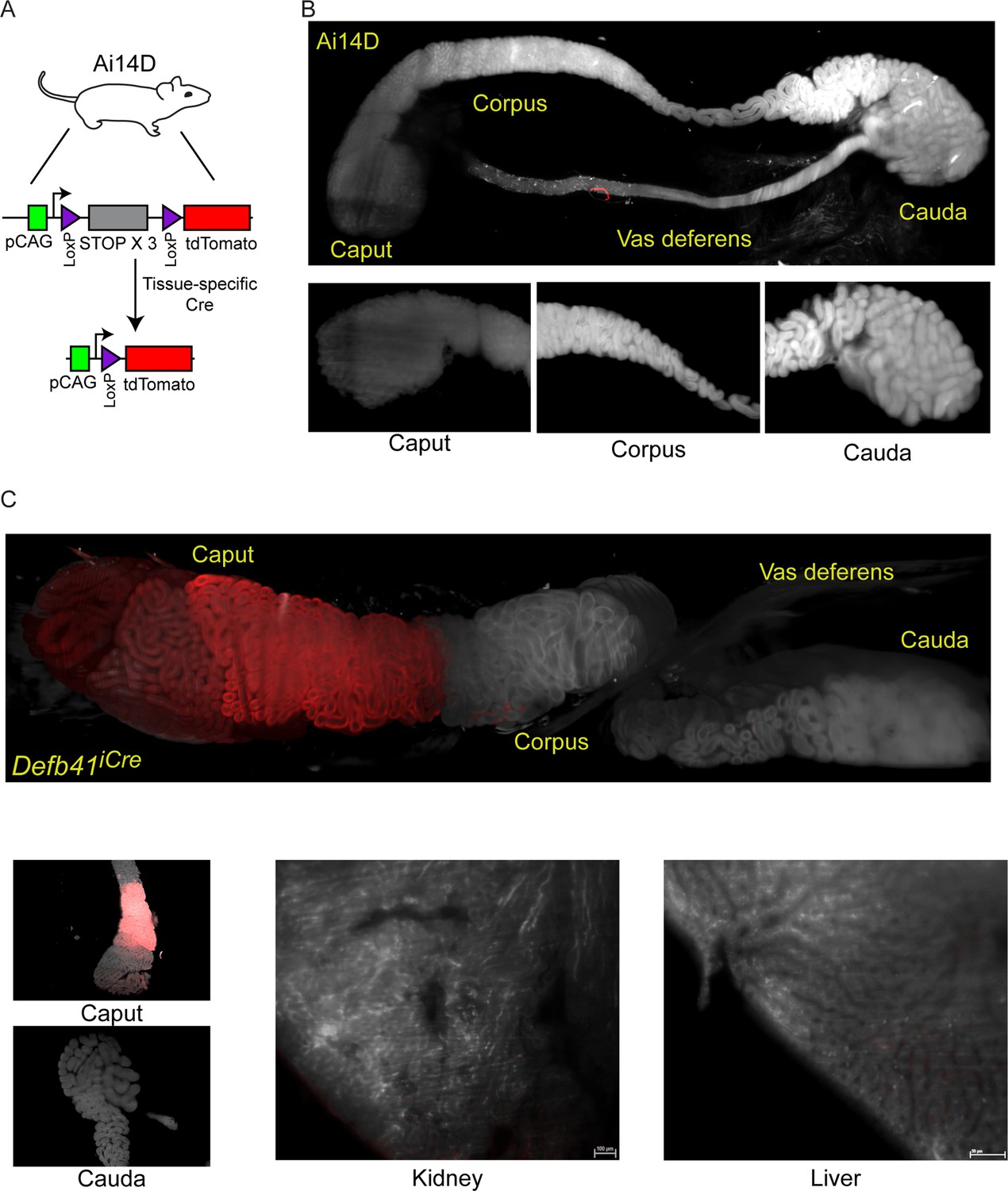 Figures And Data In Evidence For Rna Or Protein Transport From Somatic Tissues To The Male 5621