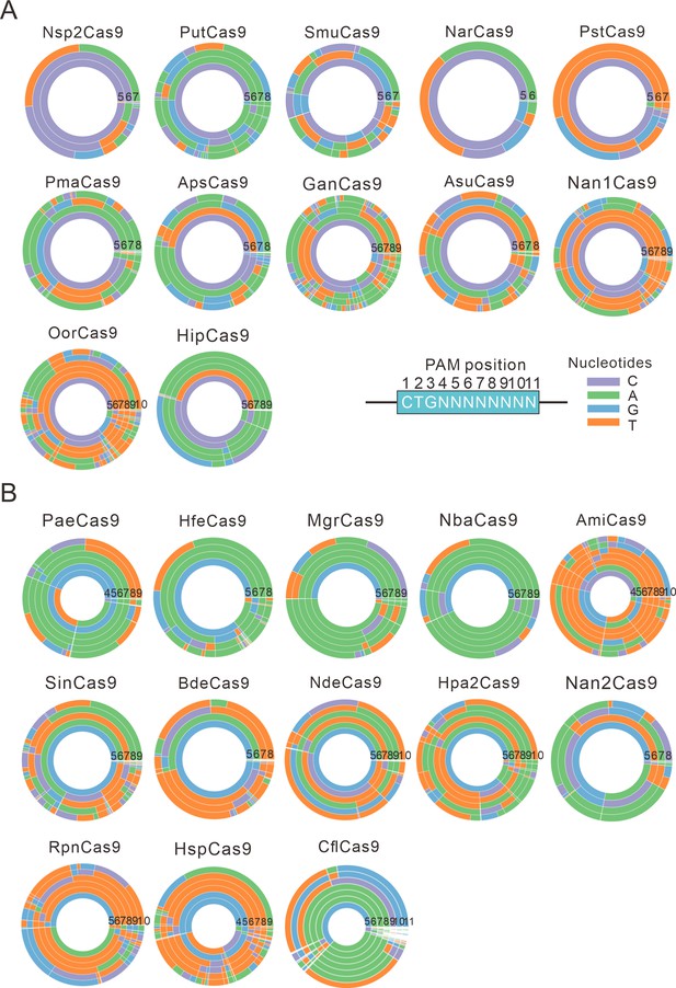 Figures And Data In Closely Related Type II-C Cas9 Orthologs Recognize ...