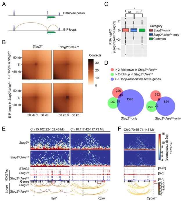 Frontiers  BETting on a Transcriptional Deficit as the Main Cause for  Cornelia de Lange Syndrome