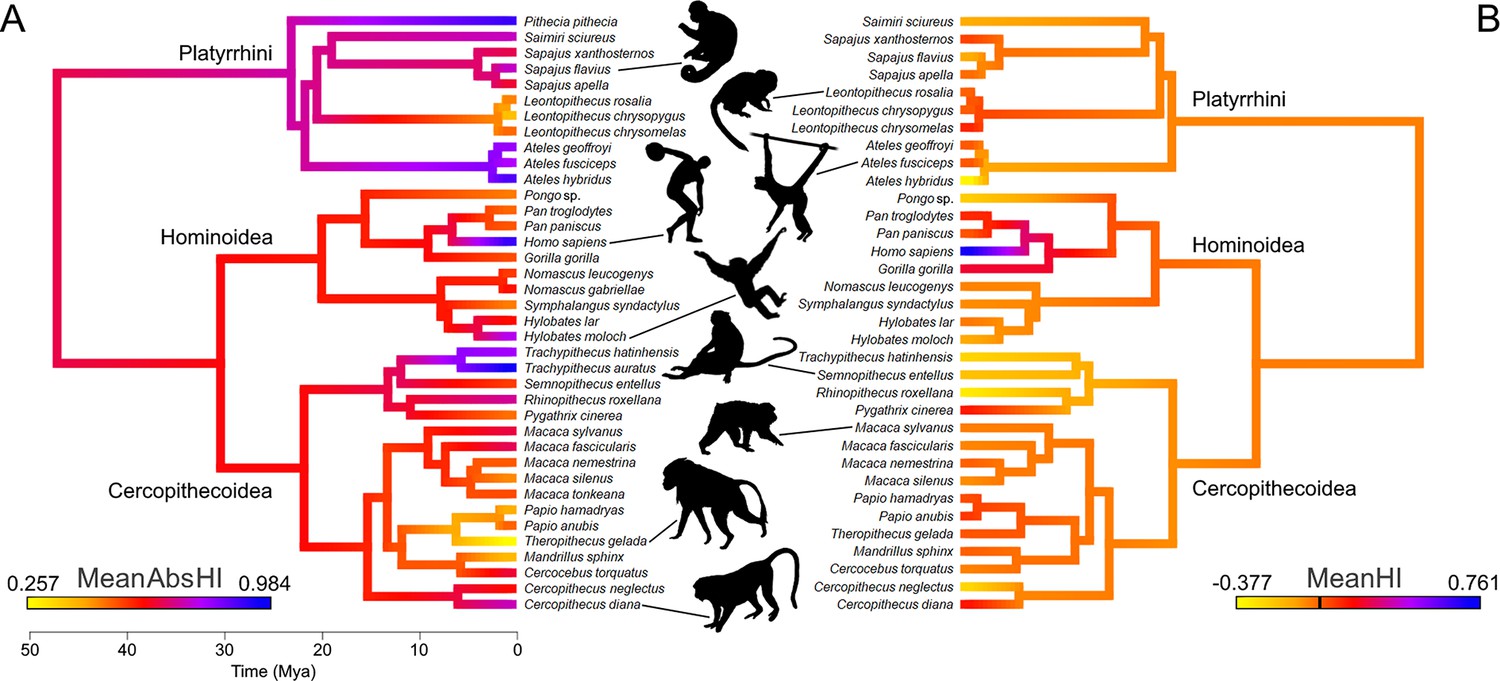 The Evolution And Biological Correlates Of Hand Preferences In ...